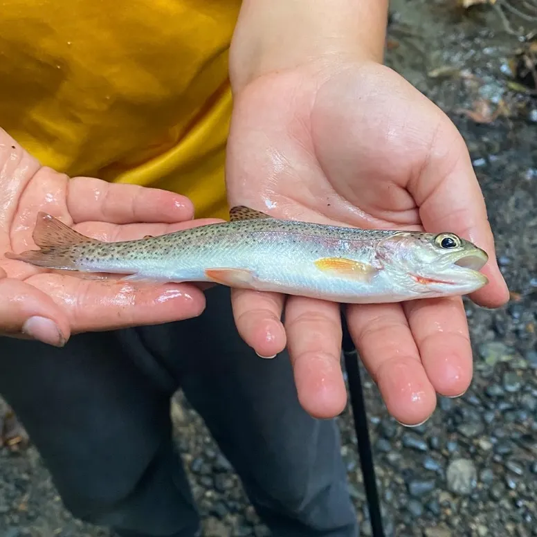 Rainbow trout caught on Fishbrain