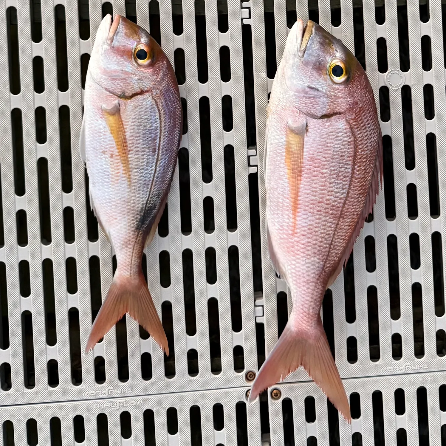 The most recent Common seabream catches on Fishbrain