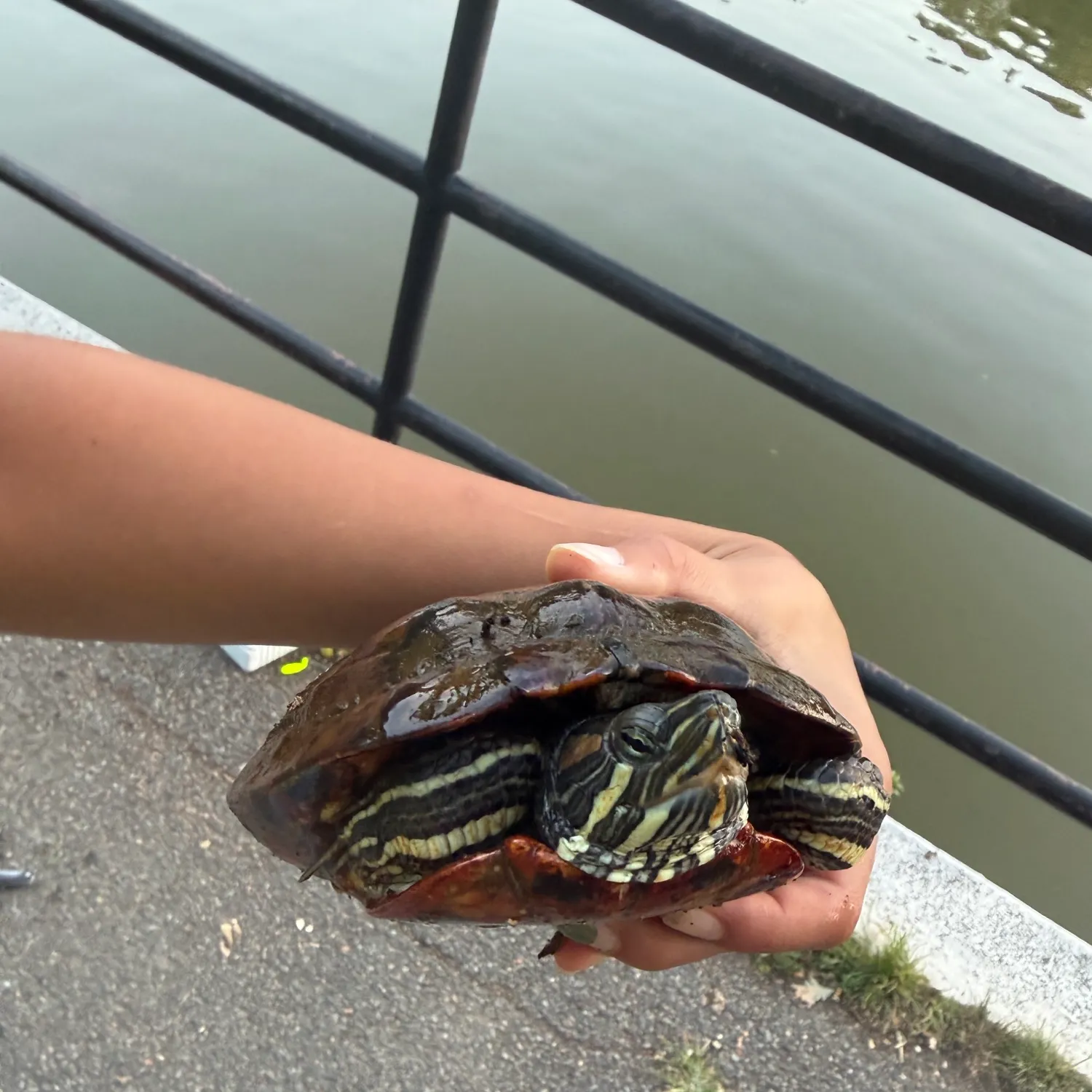 Pond slider turtle caught on Fishbrain