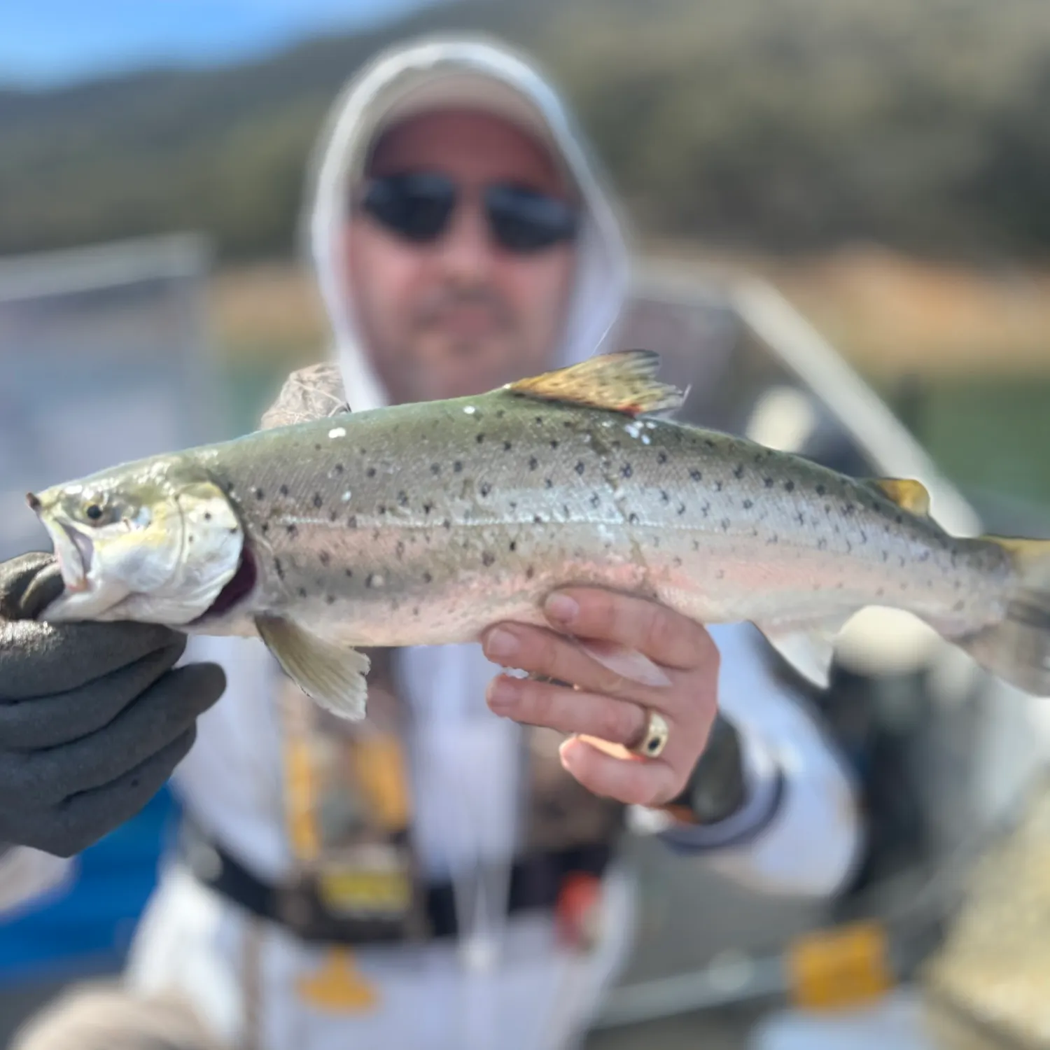 Brown trout caught on Fishbrain