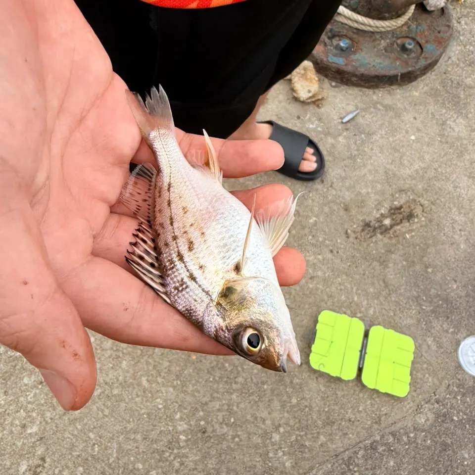 Javelin grunter caught on Fishbrain