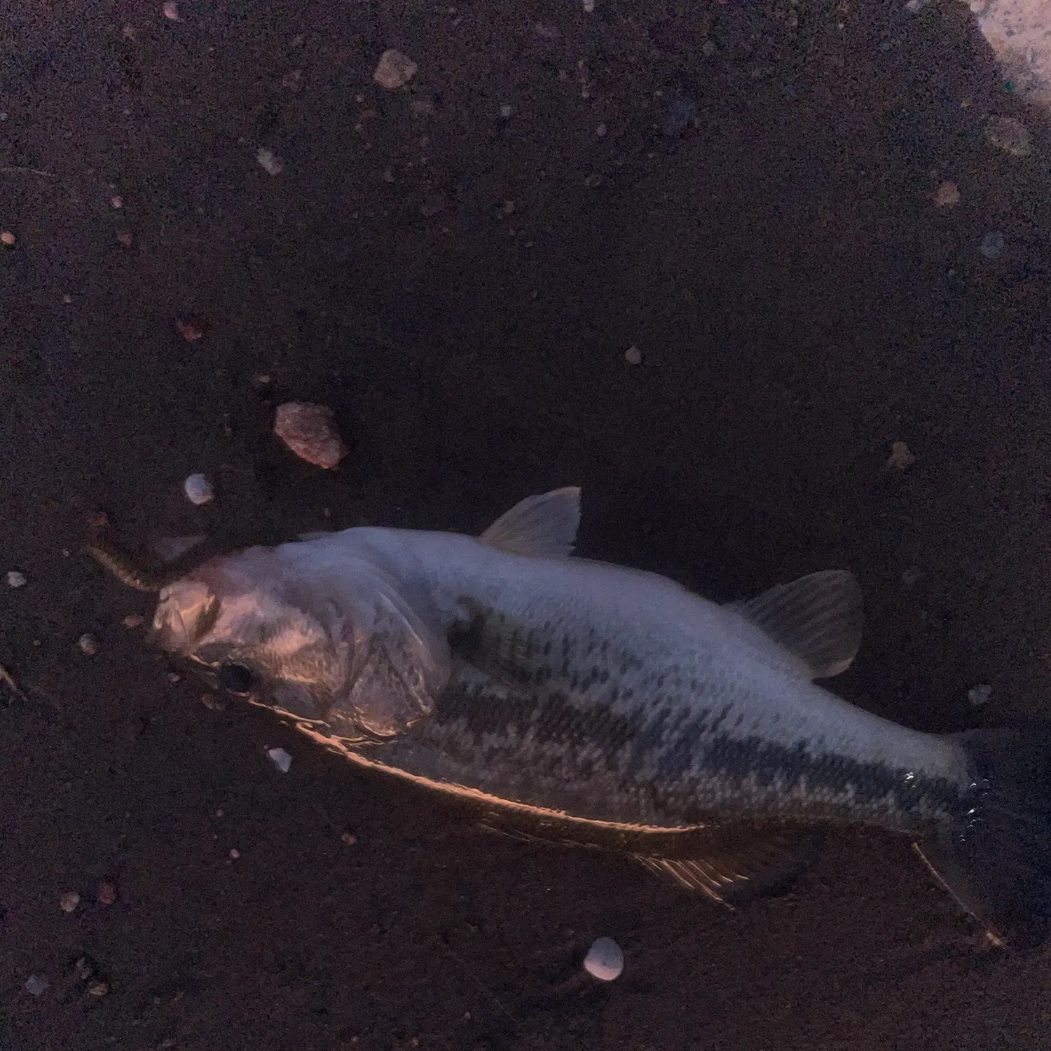 Spotted bass caught on Fishbrain