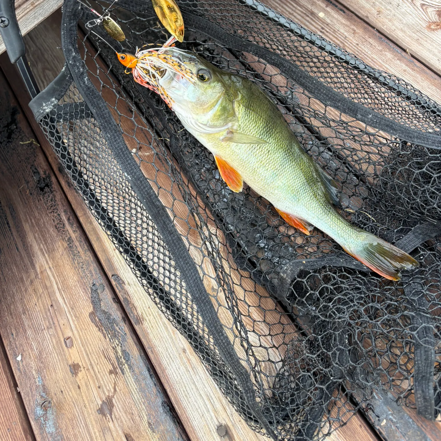 European perch caught on Fishbrain