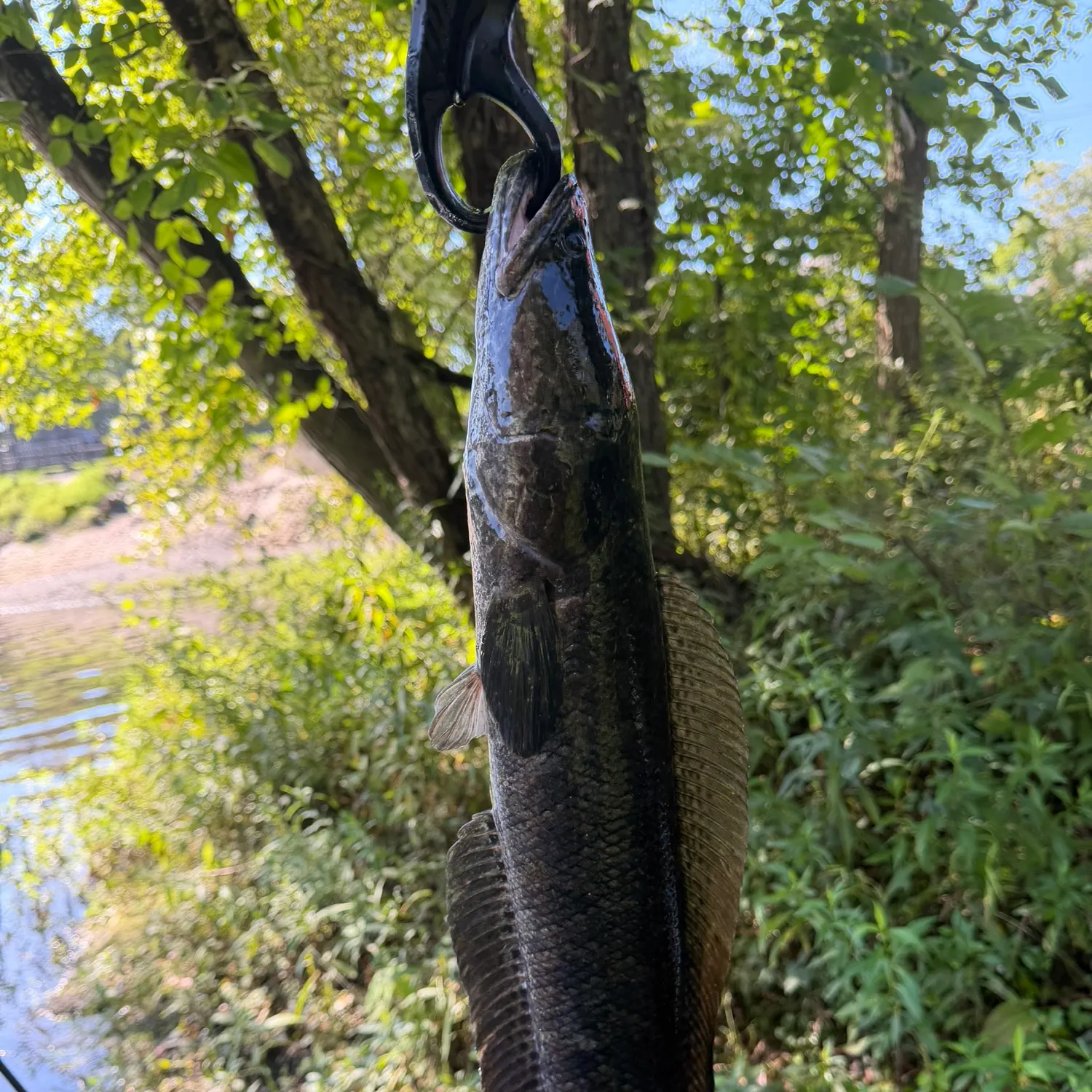 Northern snakehead caught on Fishbrain