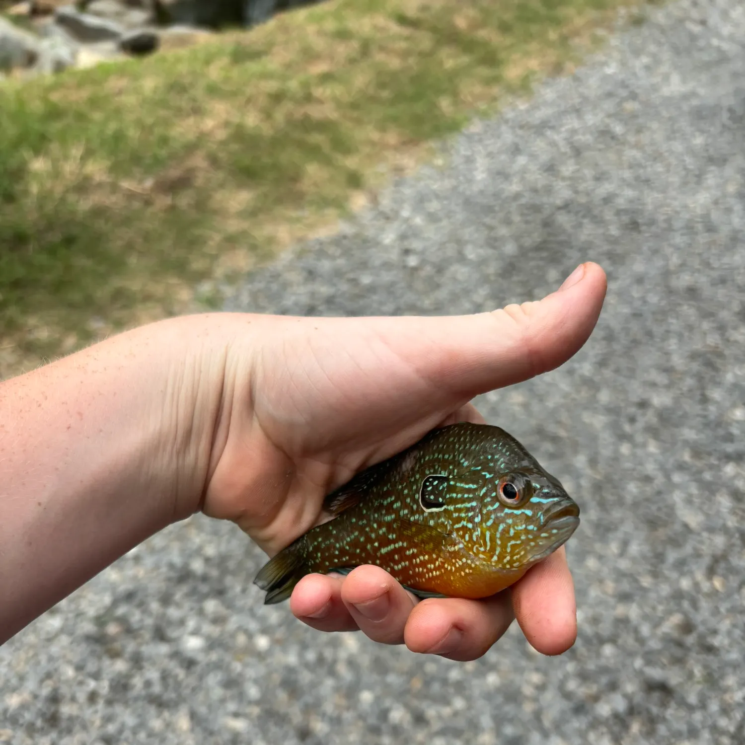 The most recent Swampland longear sunfish catches on Fishbrain
