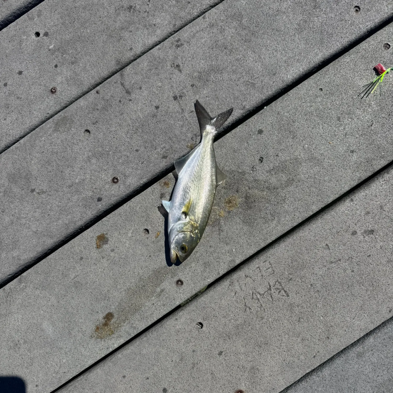 Bluefish caught on Fishbrain