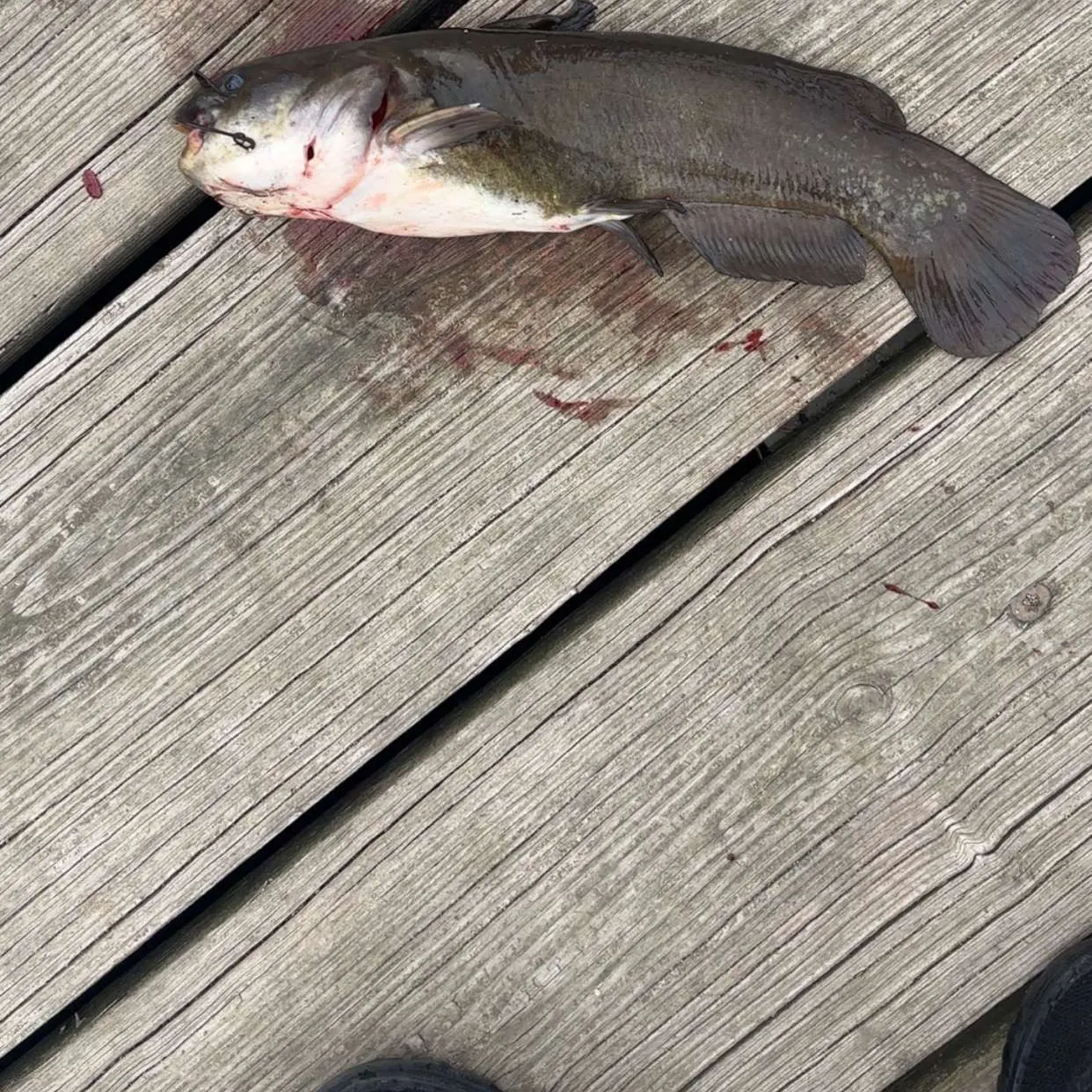 Black bullhead caught on Fishbrain