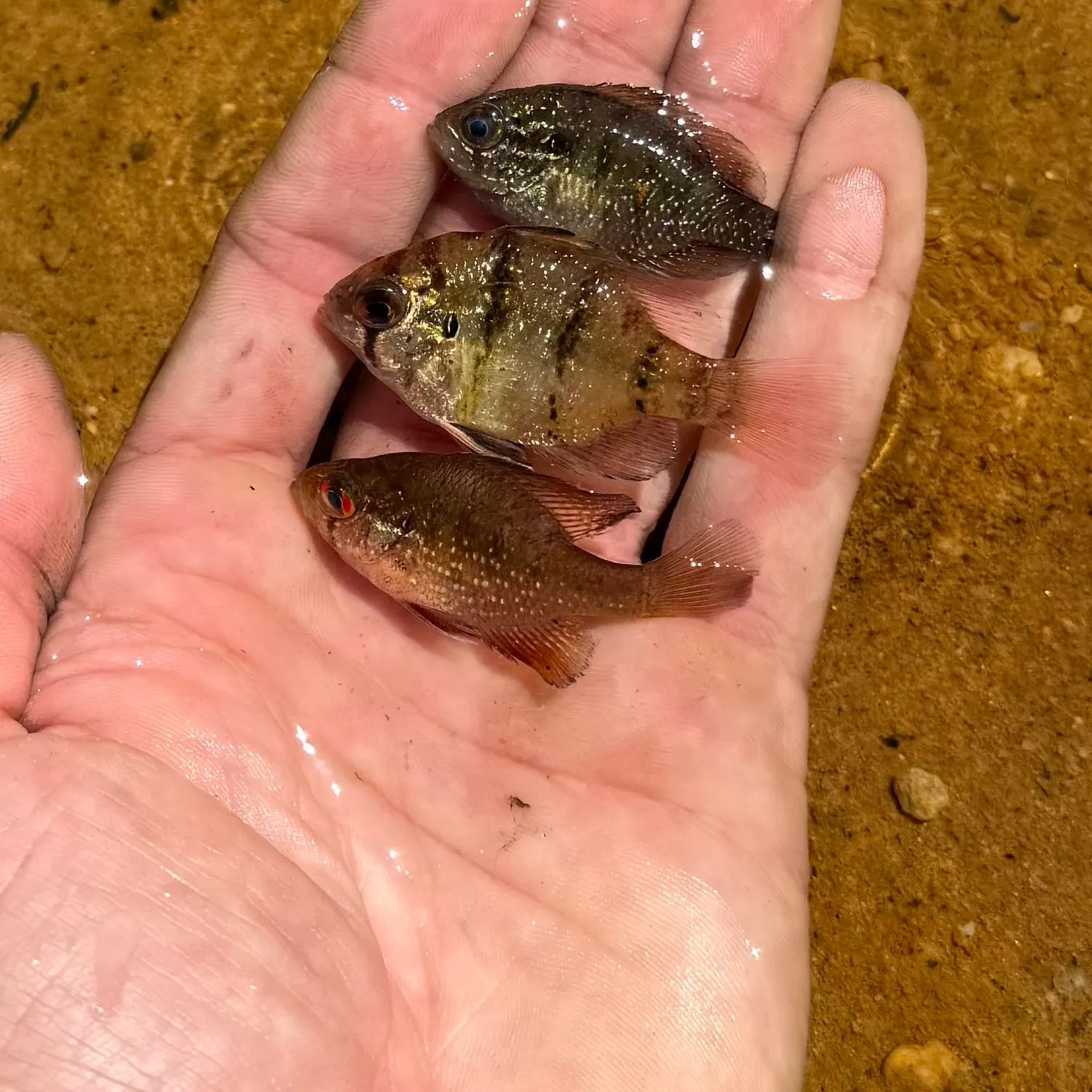 The most recent Bluespotted sunfish catches on Fishbrain