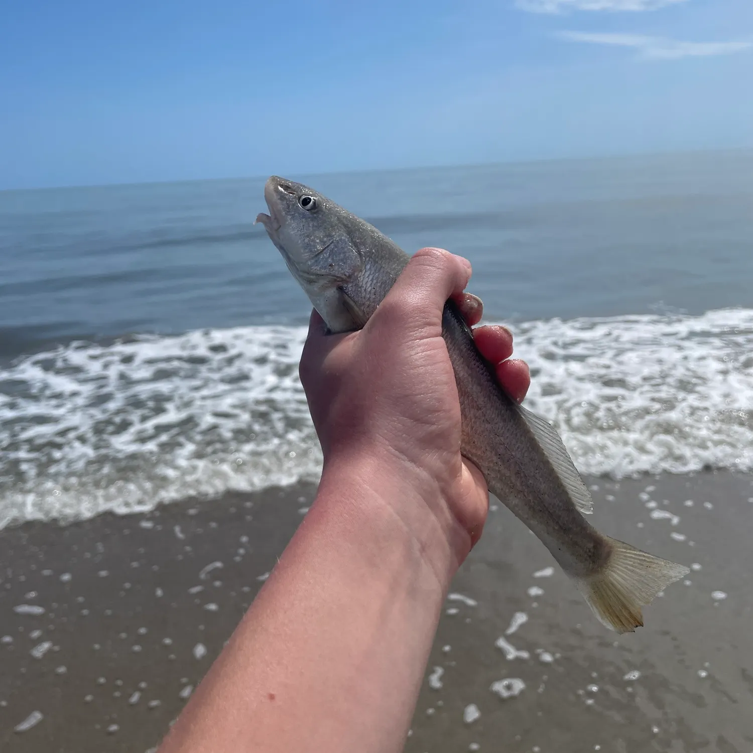 The most recent Southern kingcroaker catches on Fishbrain