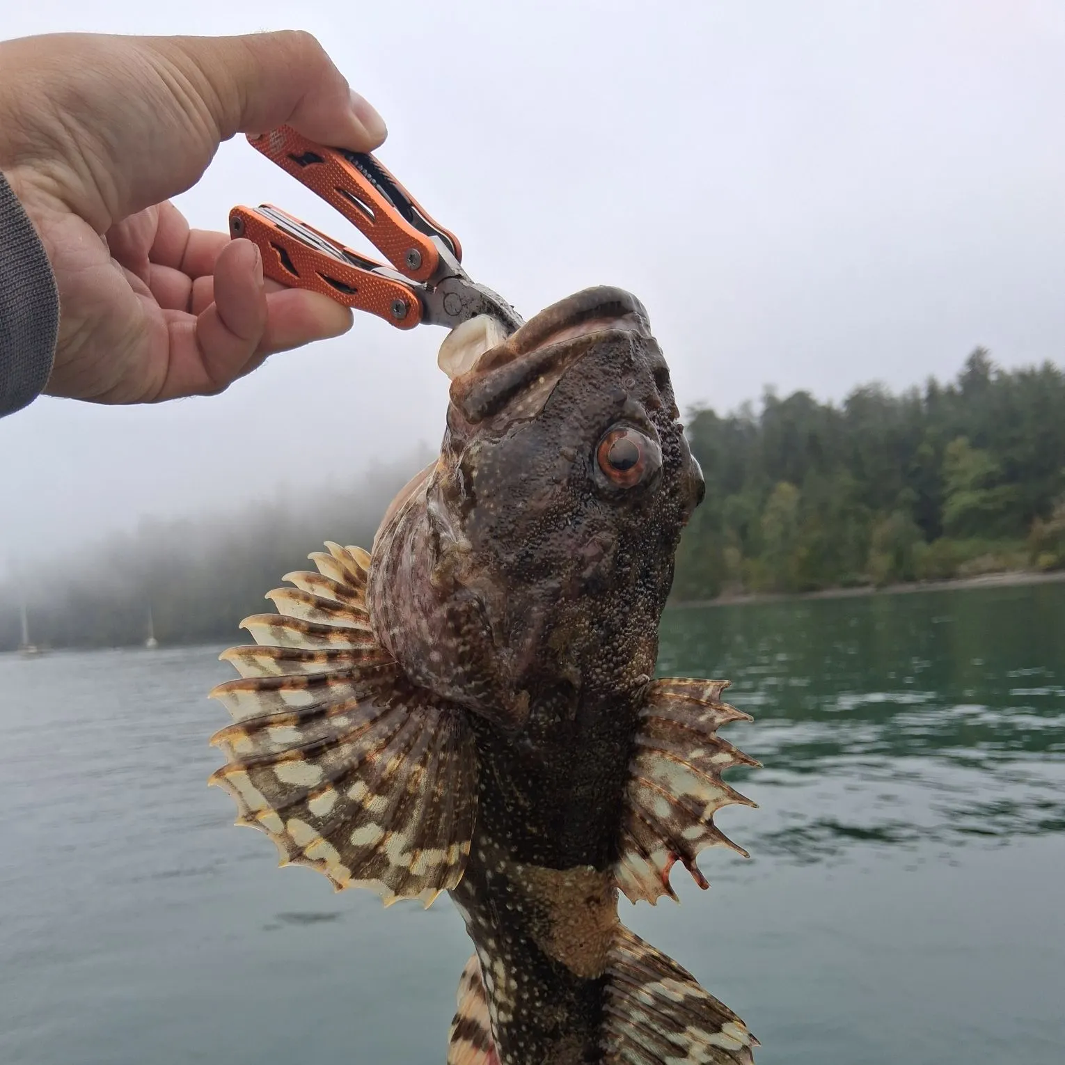 The most recent Great sculpin catches on Fishbrain