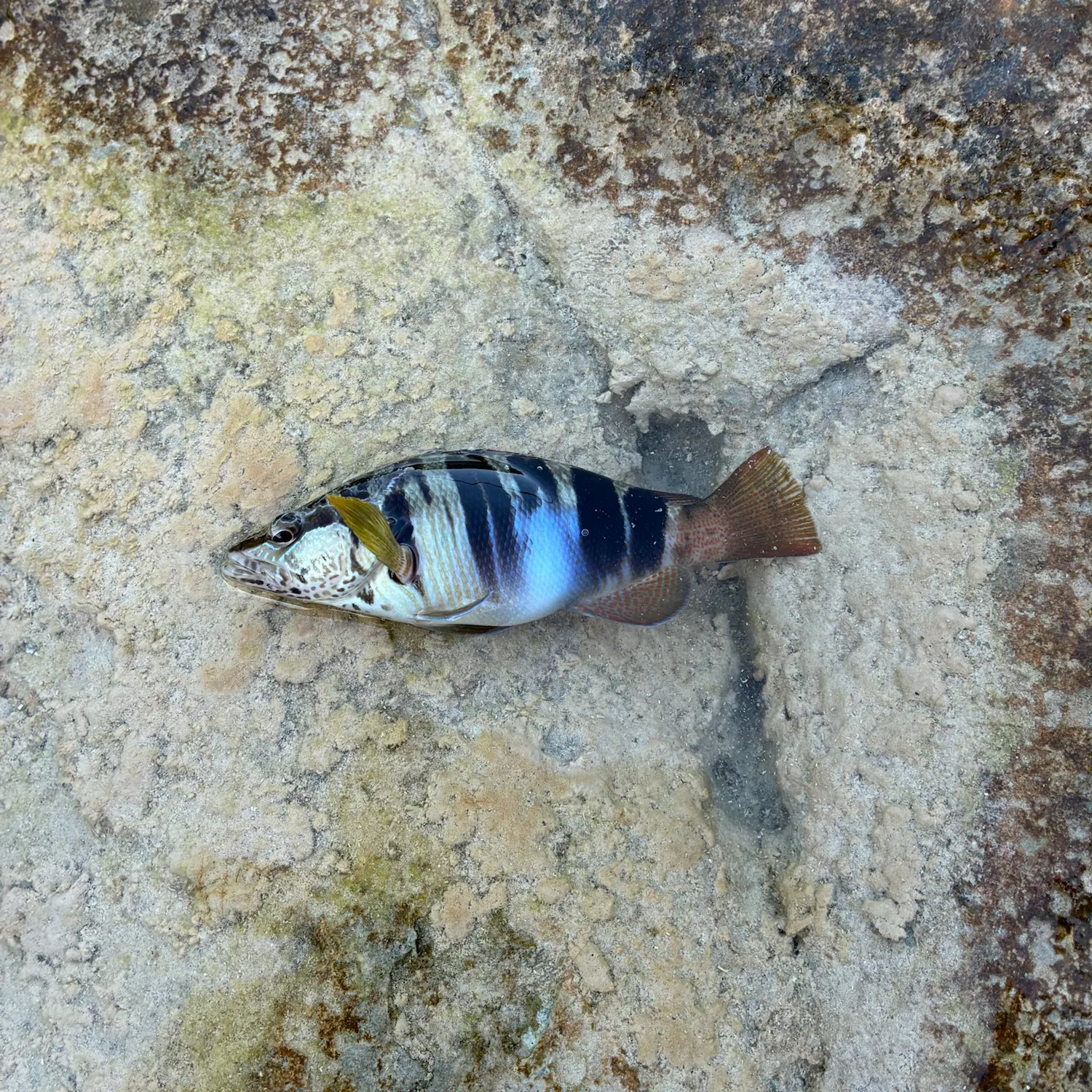 The most recent Painted comber catches on Fishbrain