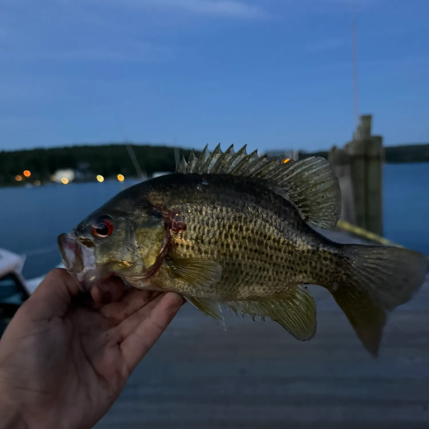 Rock bass caught on Fishbrain