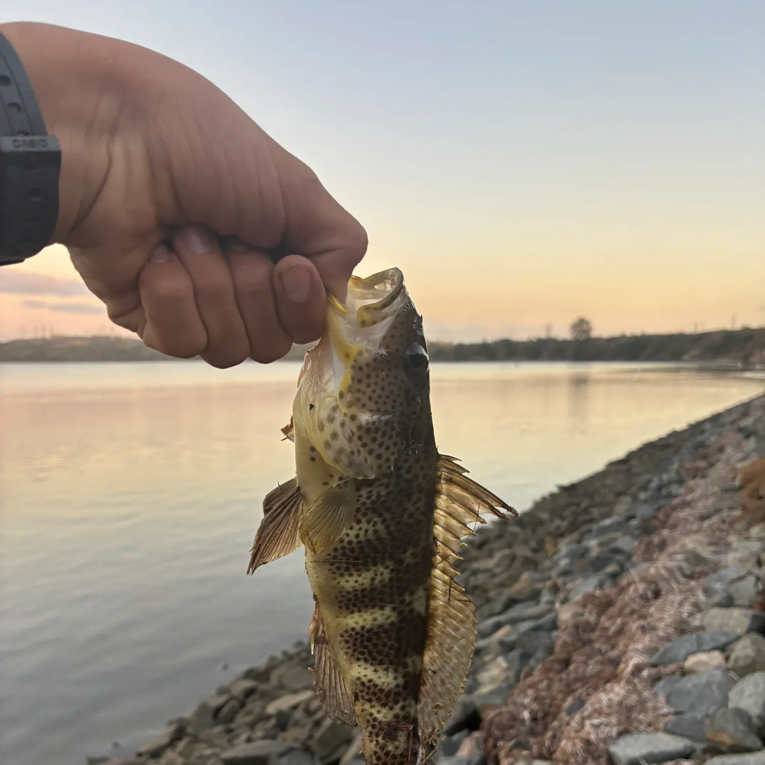 Spotted sand bass caught on Fishbrain