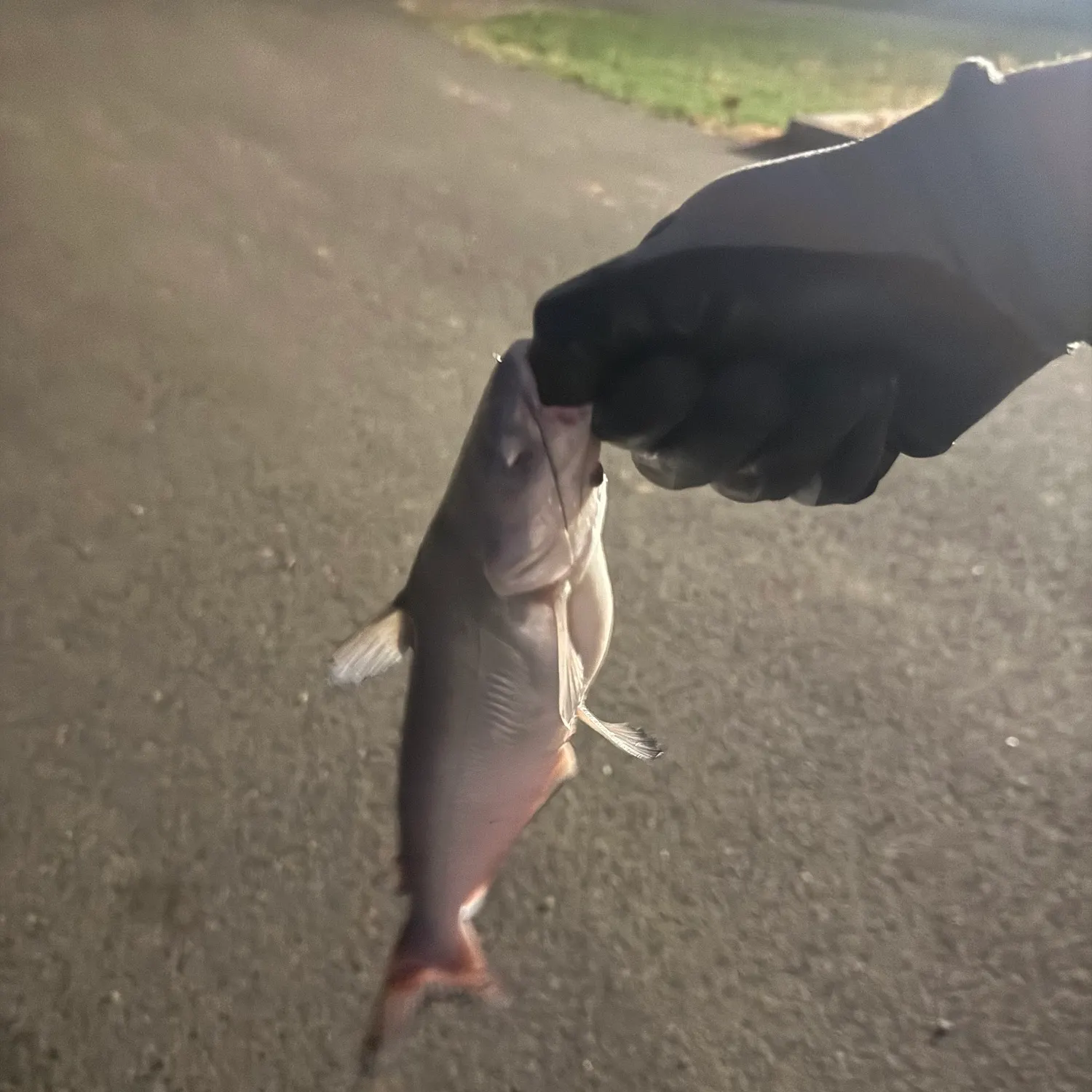 Blue catfish caught on Fishbrain