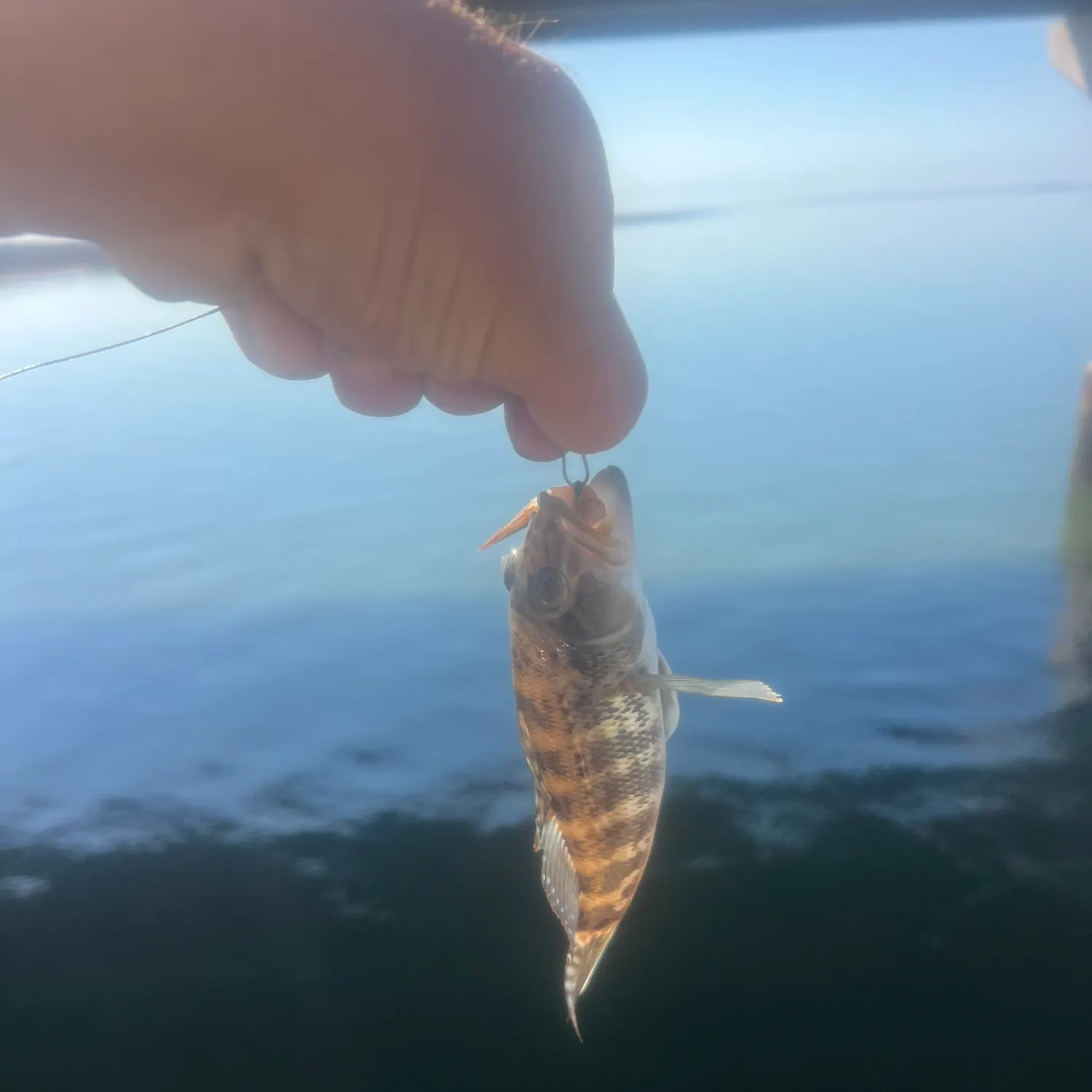 The most recent Rock sea bass catches on Fishbrain