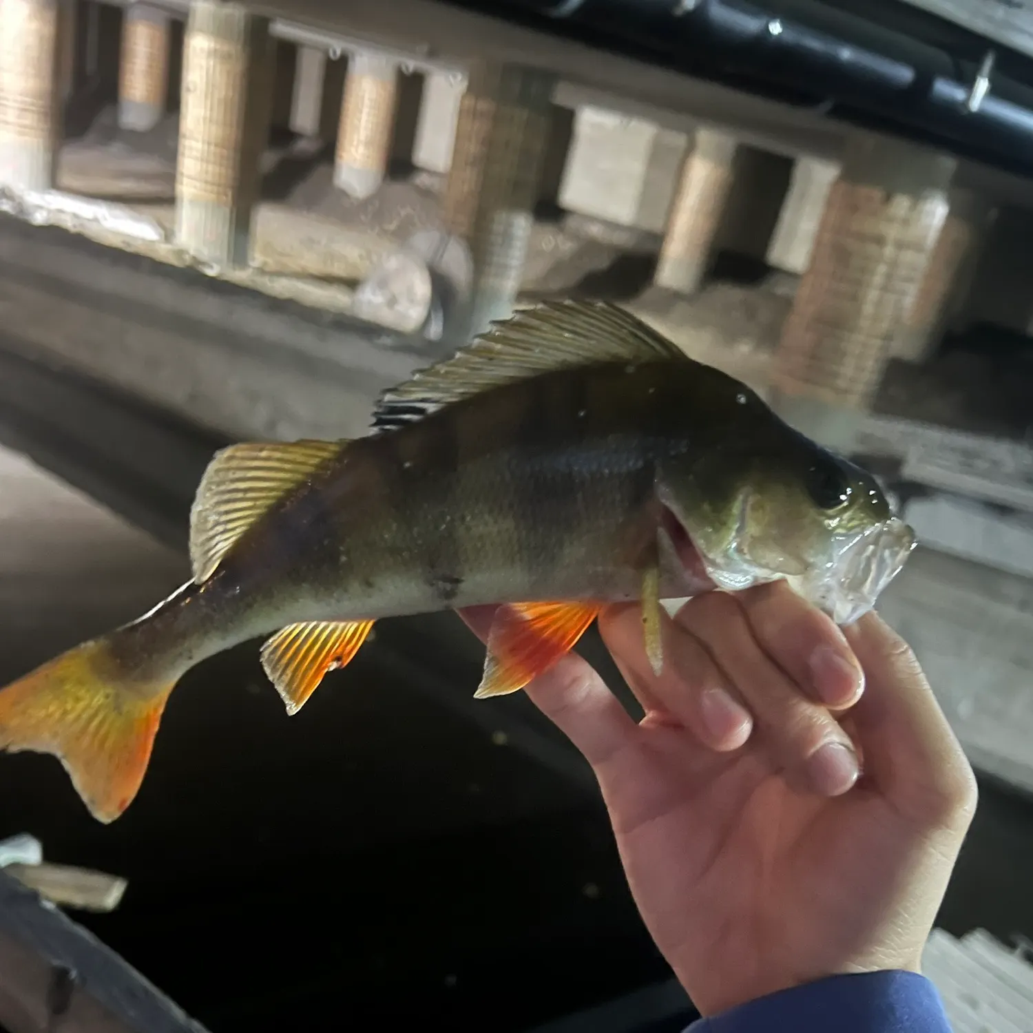 European perch caught on Fishbrain