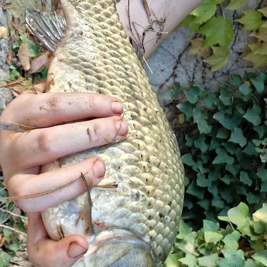 Common carp caught on Fishbrain