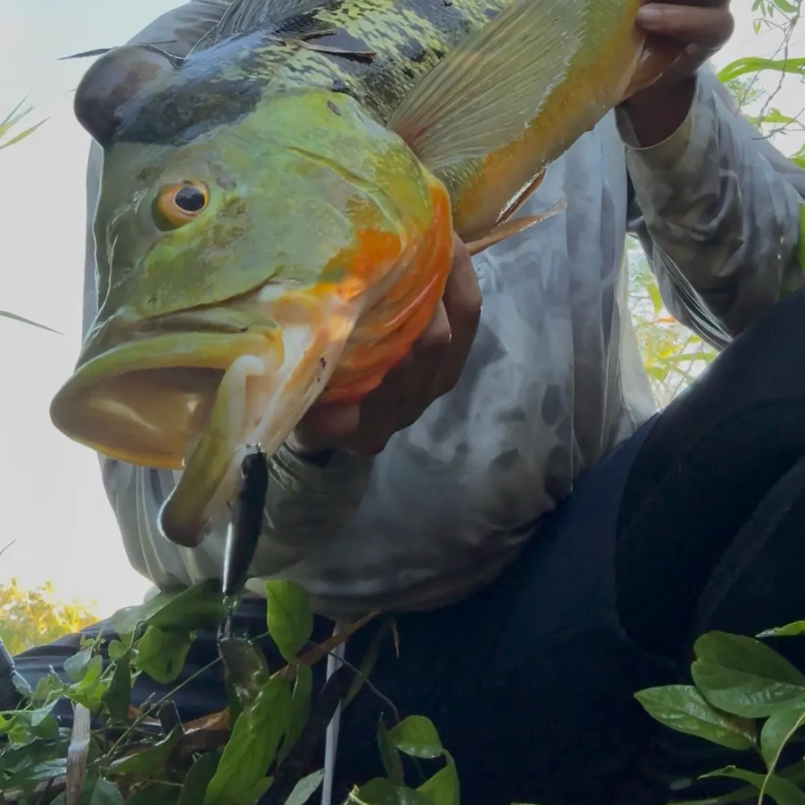 The most recent Butterfly peacock bass catches on Fishbrain