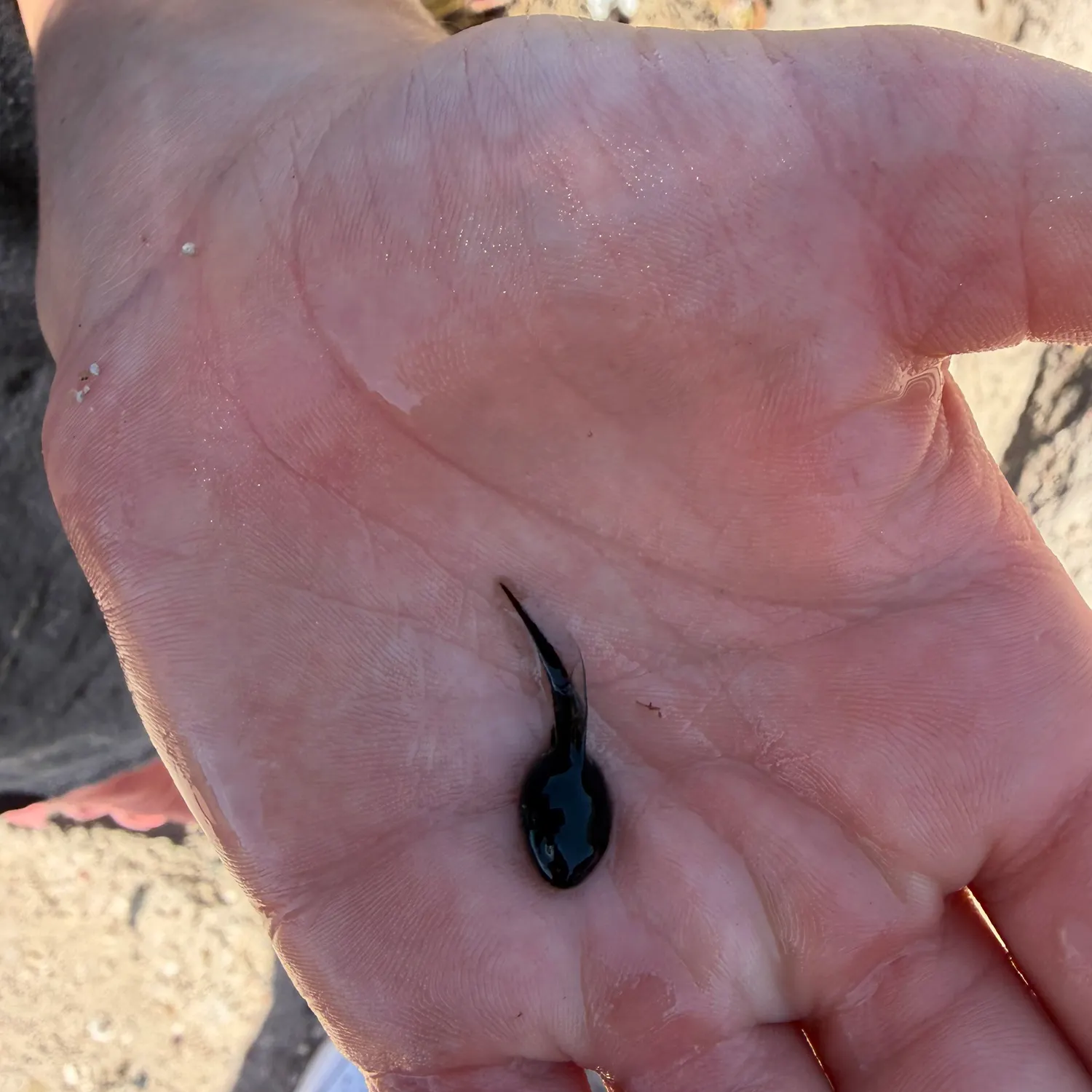 The most recent Tadpole whiptail catches on Fishbrain