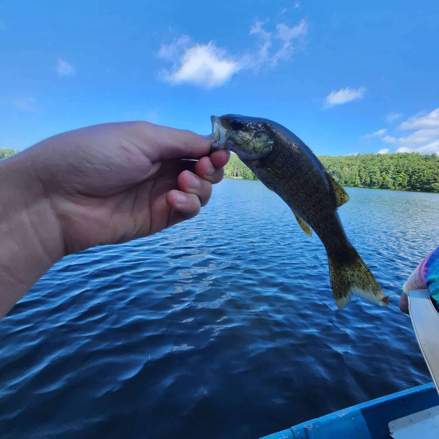 Smallmouth bass caught on Fishbrain