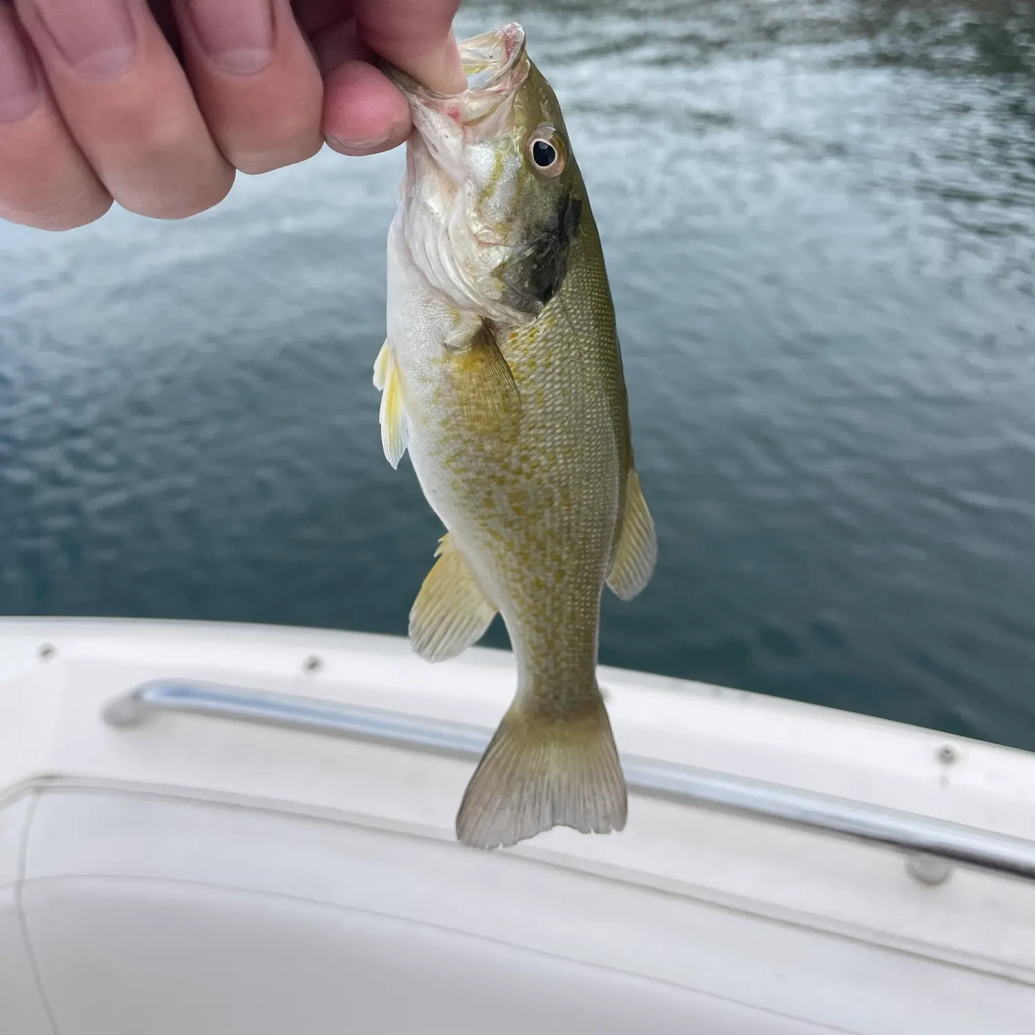 Smallmouth bass caught on Fishbrain