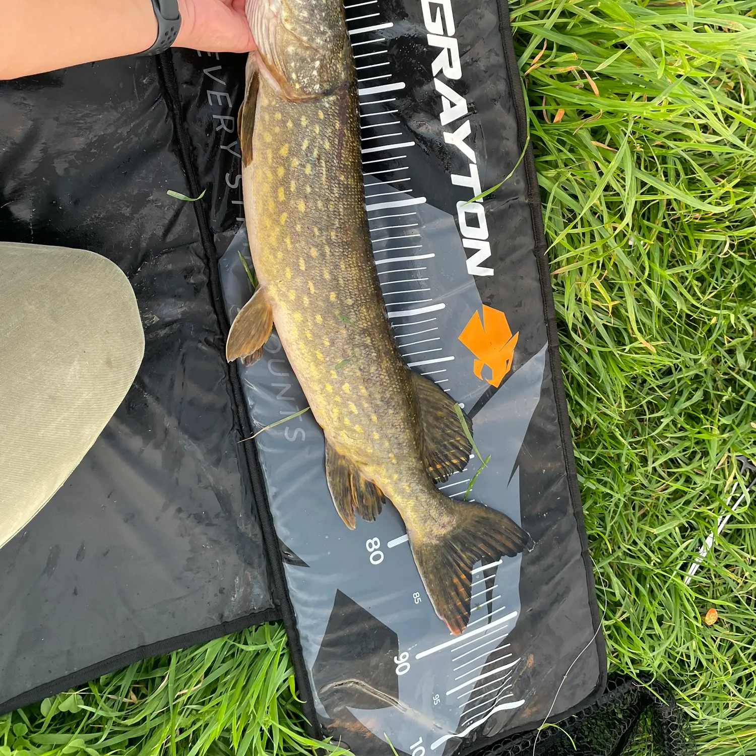 Northern pike caught on Fishbrain