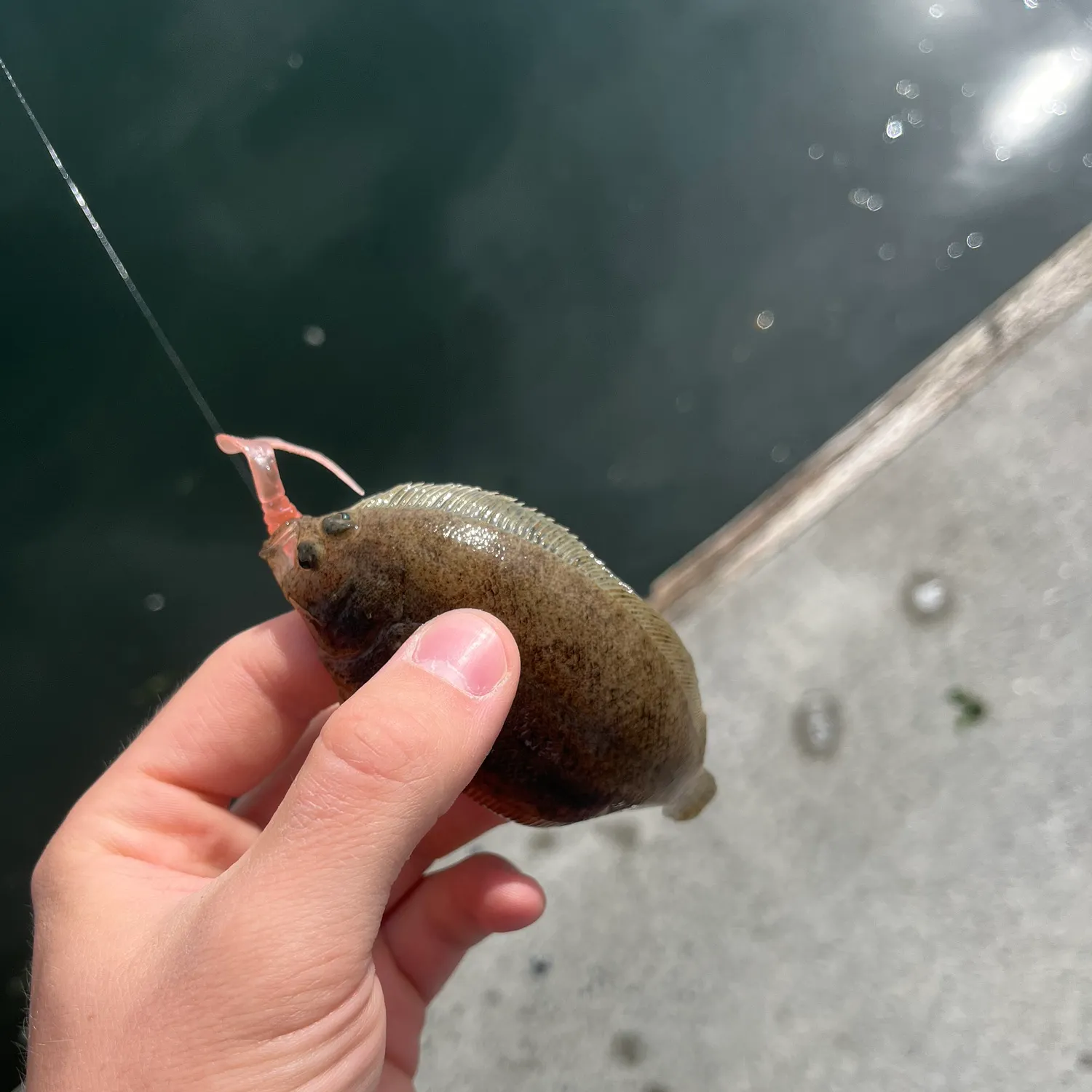 Northern rock sole caught on Fishbrain