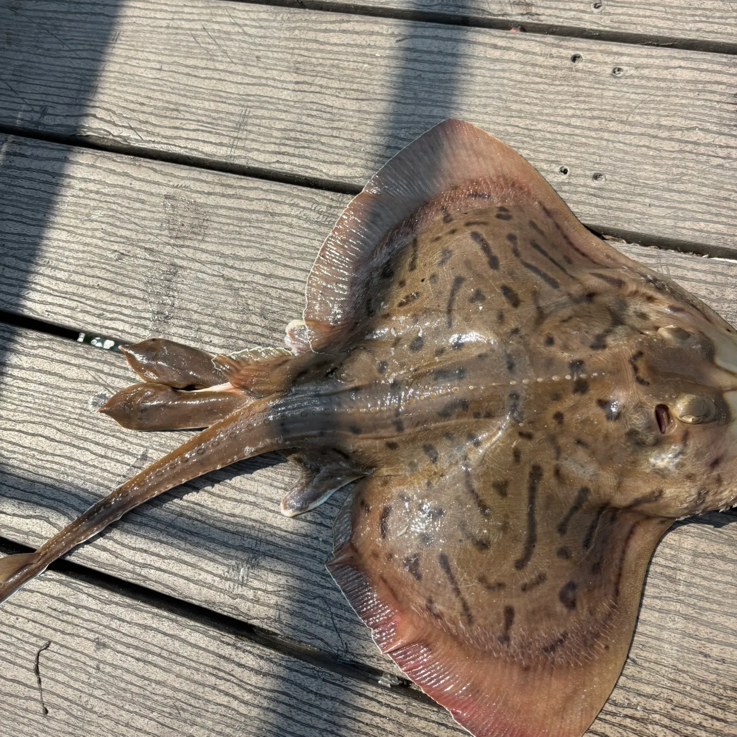 The most recent Clearnose skate catches on Fishbrain