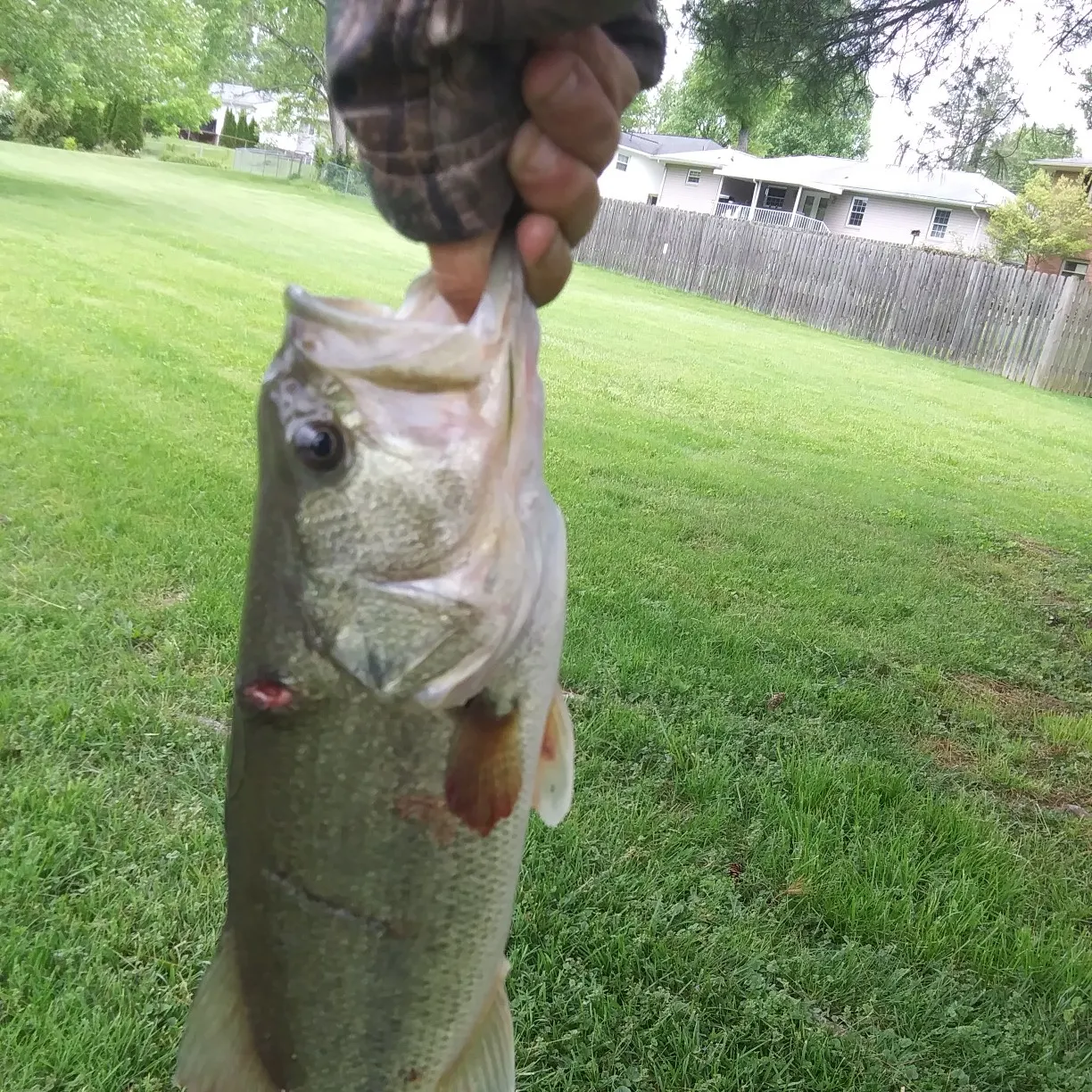 angler catch