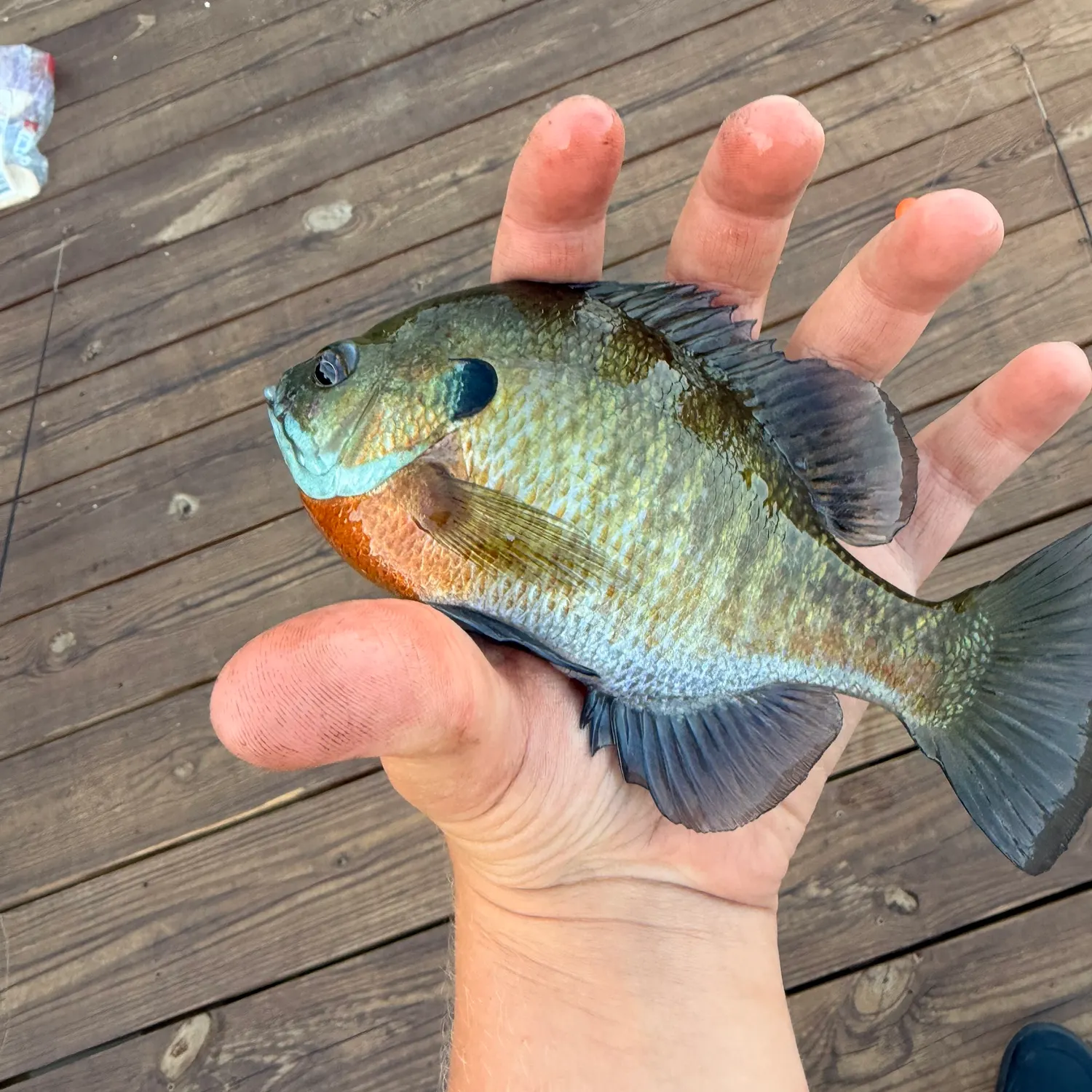Bluegill caught on Fishbrain