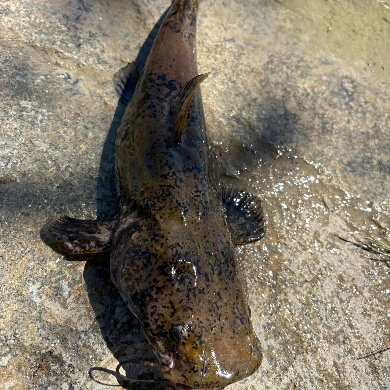 Flathead catfish caught on Fishbrain
