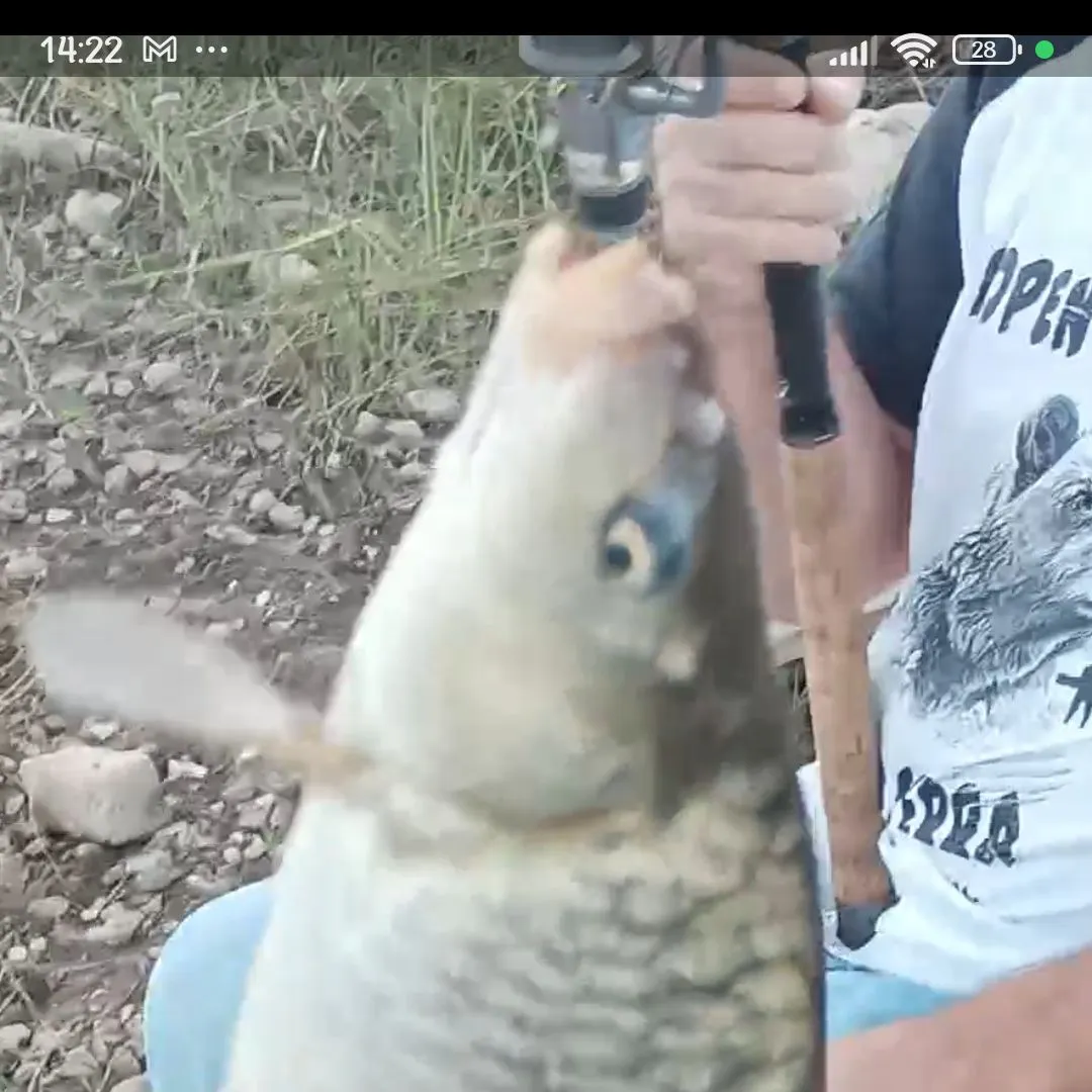 Common carp caught on Fishbrain