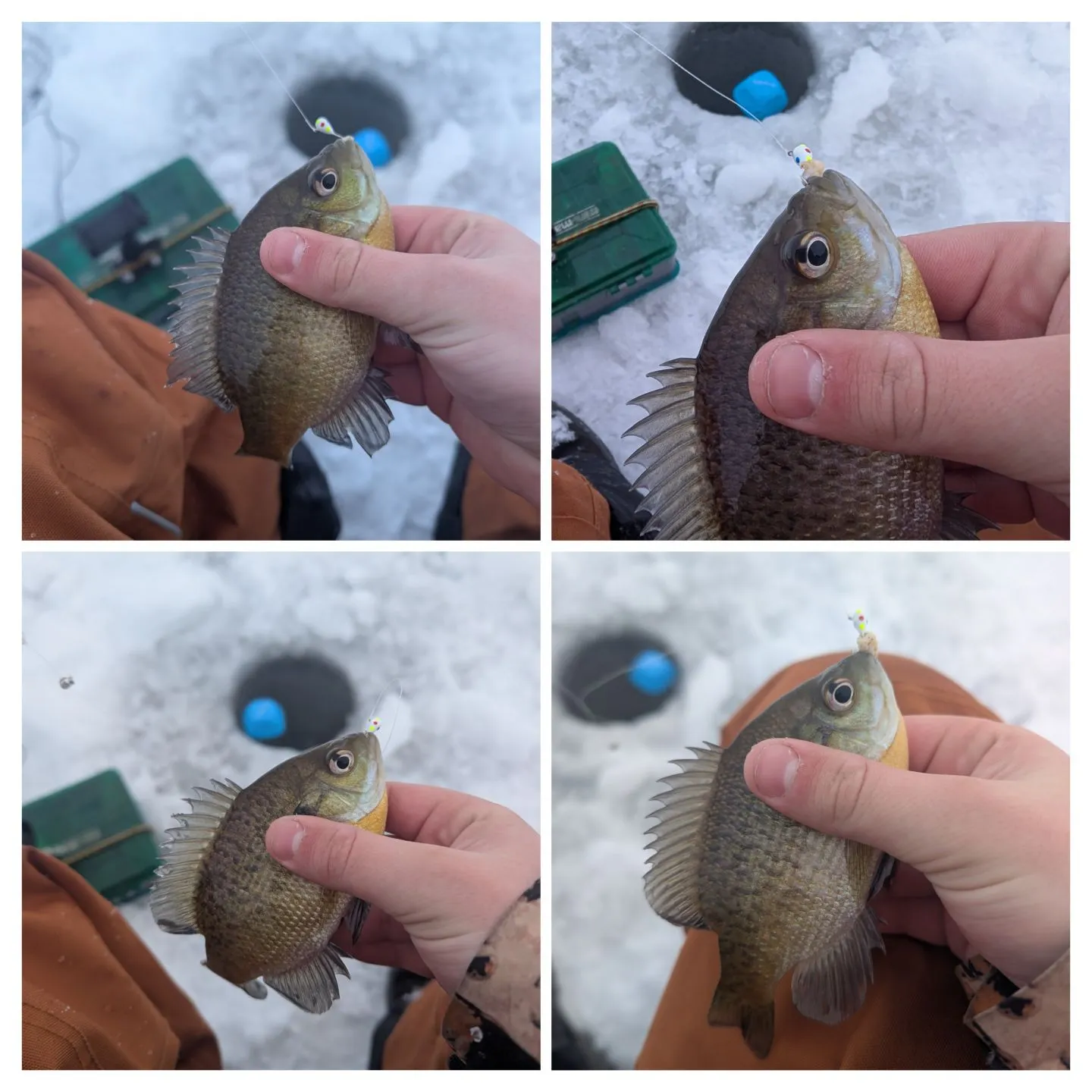 recently logged catches