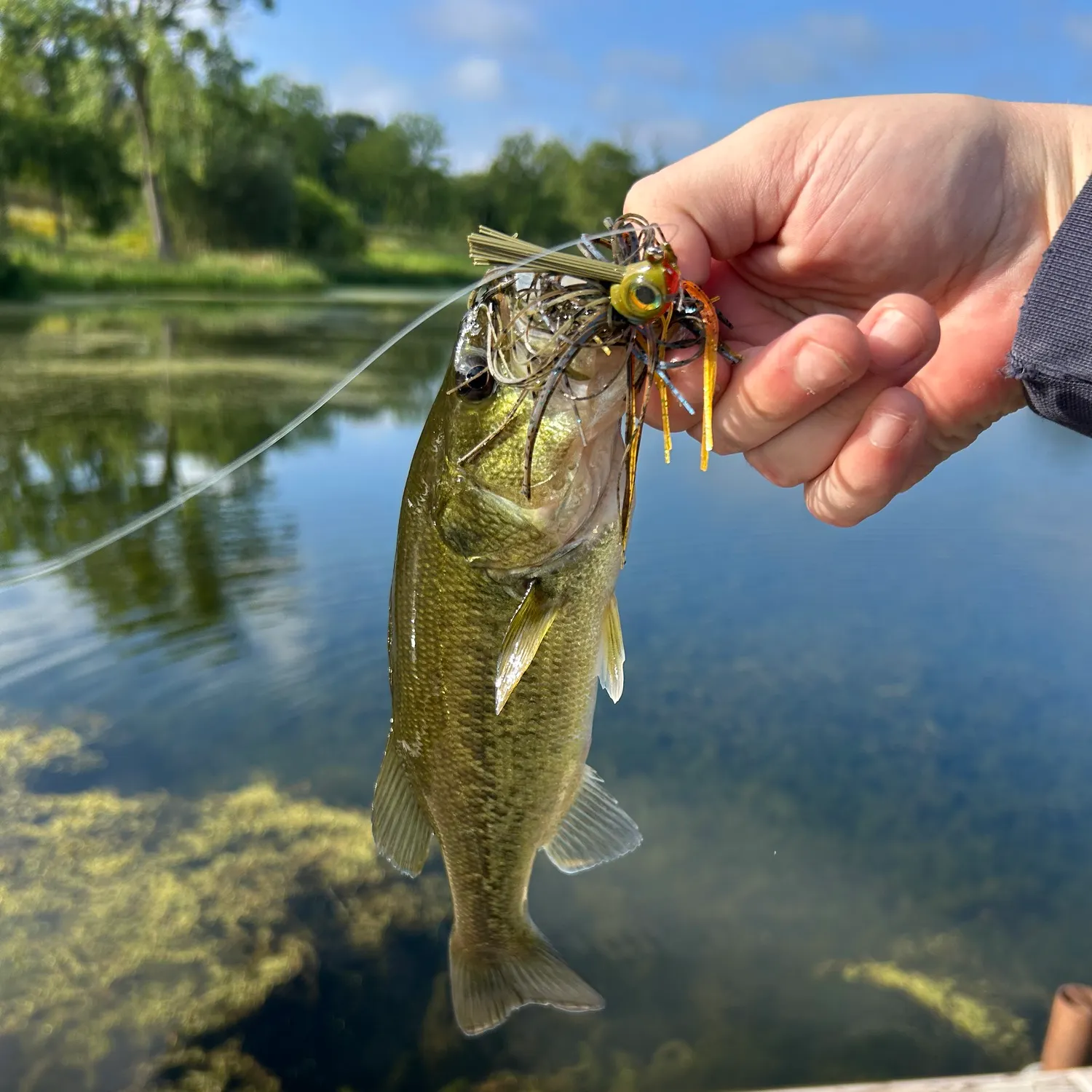 Largemouth bass caught on Fishbrain