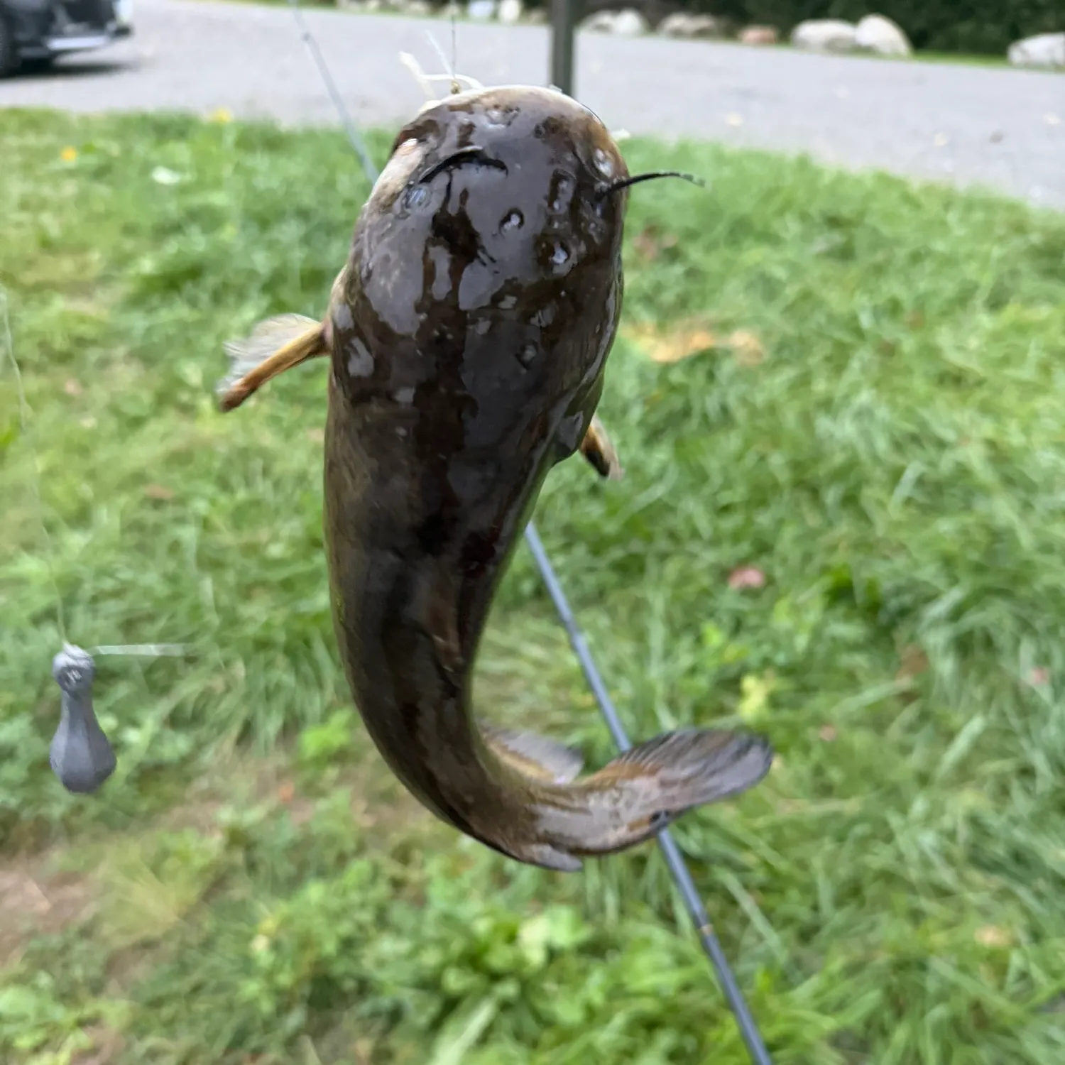 Black bullhead caught on Fishbrain