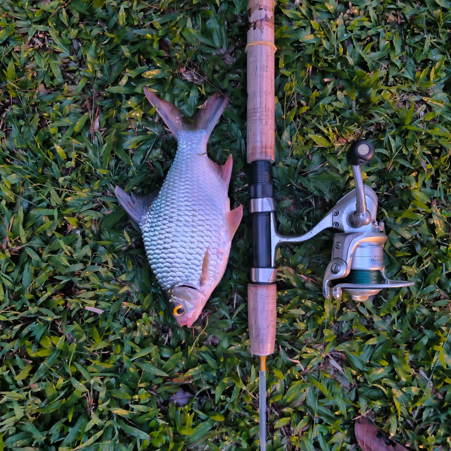 The most recent Java barb catches on Fishbrain