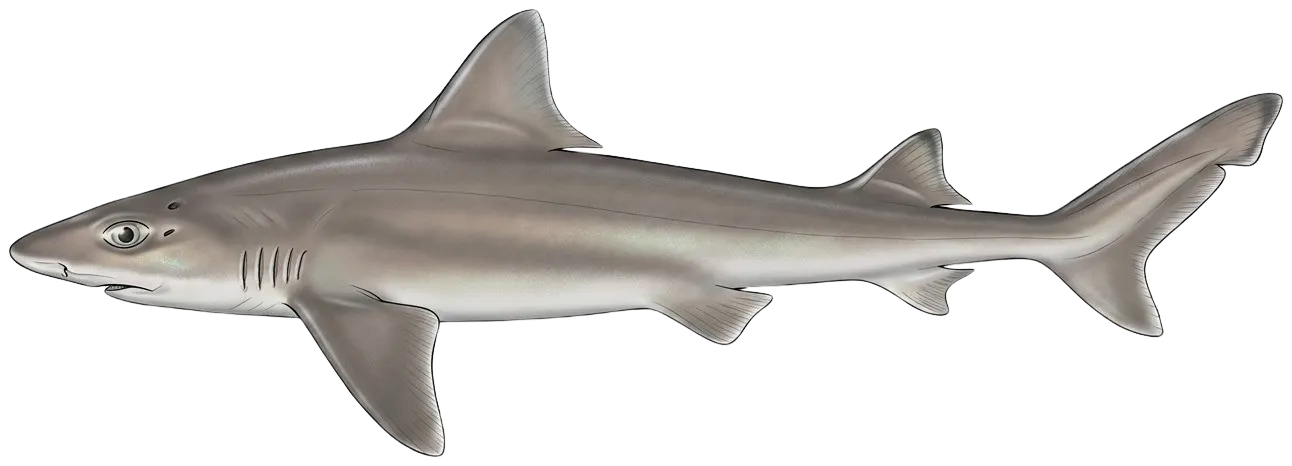 Common smooth-hound