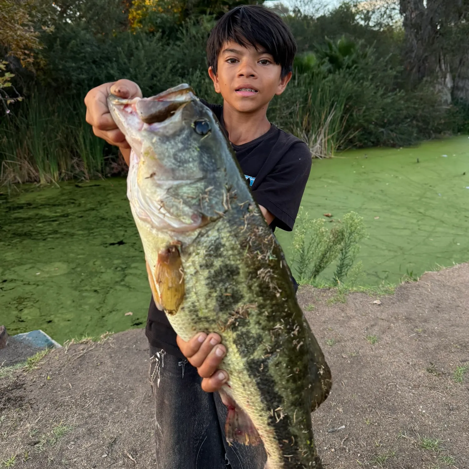 The most recent Largemouth bass catches on Fishbrain