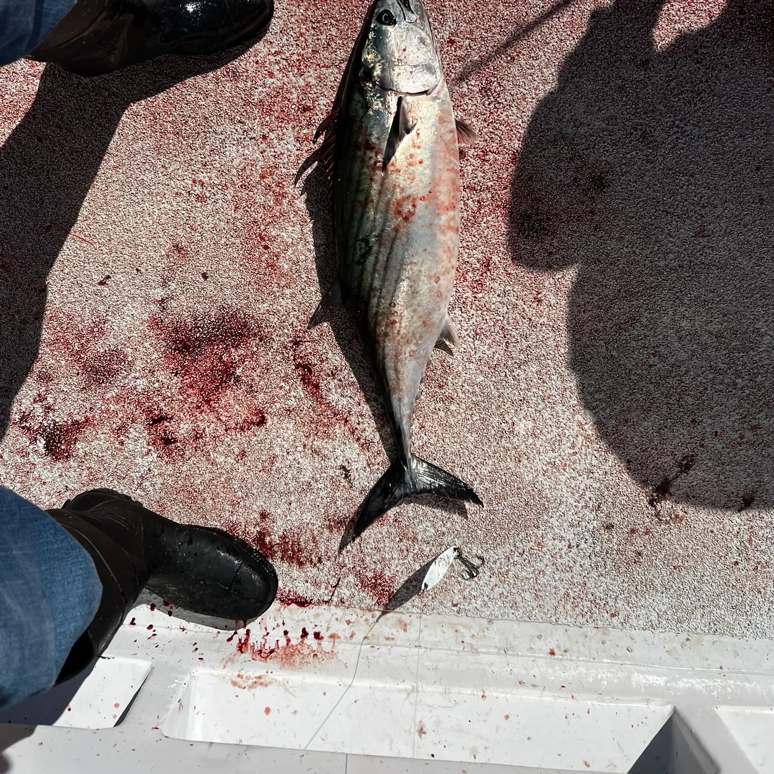 The most recent Pacific bonito catches on Fishbrain