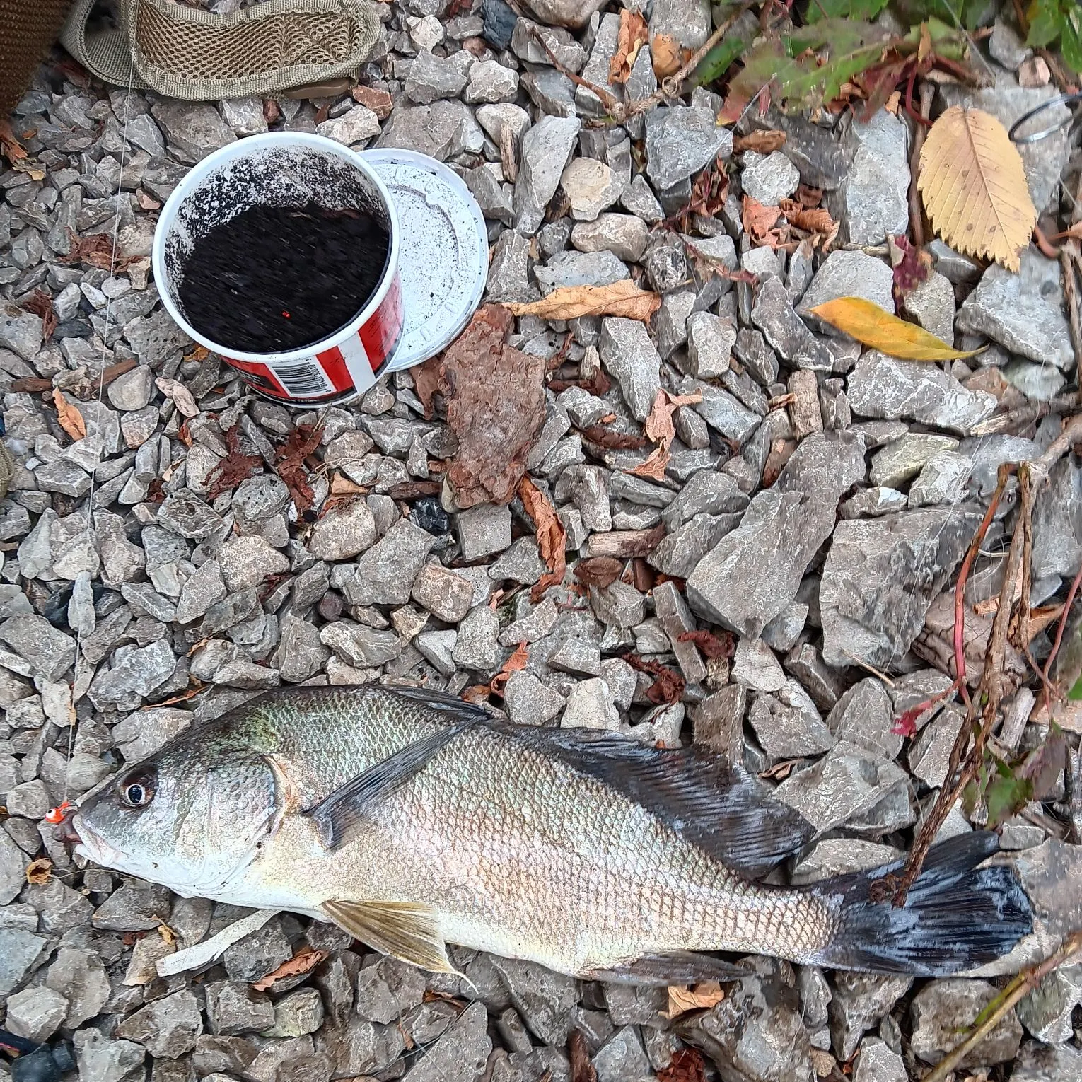 Freshwater drum caught on Fishbrain