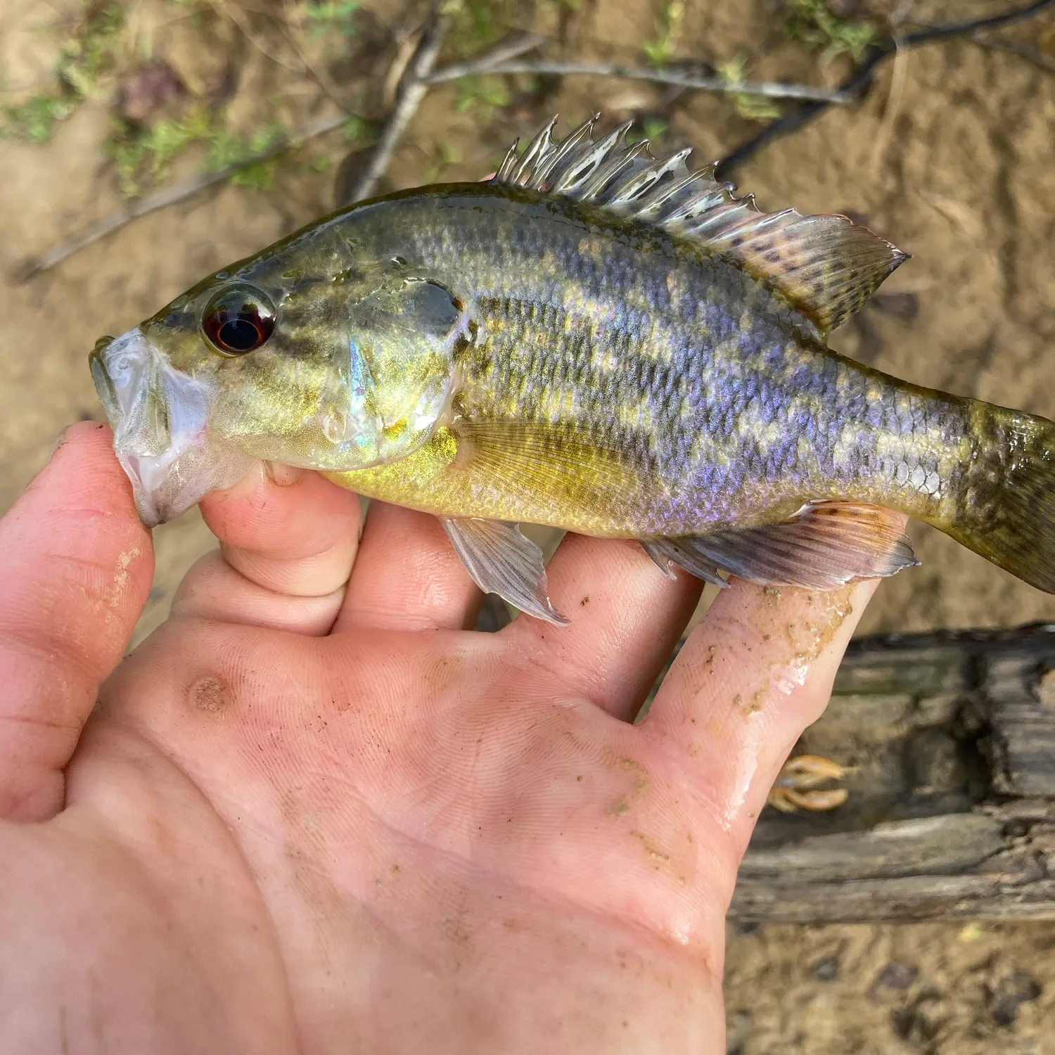 Warmouth caught on Fishbrain