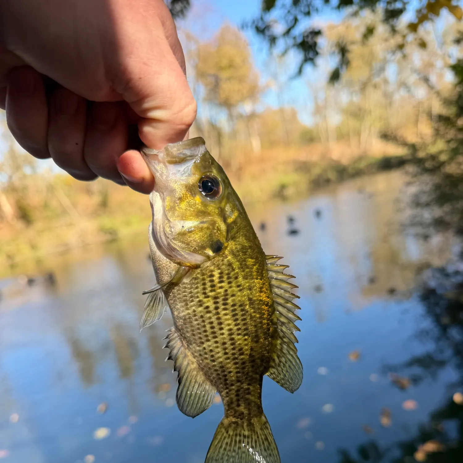 Rock bass caught on Fishbrain