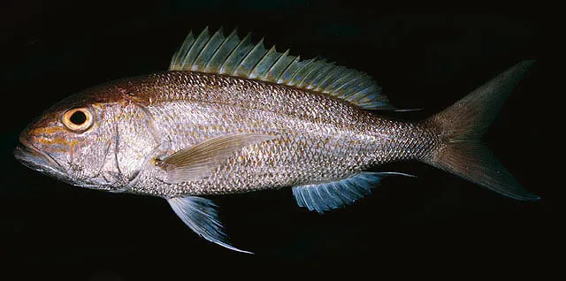 Goldbanded jobfish