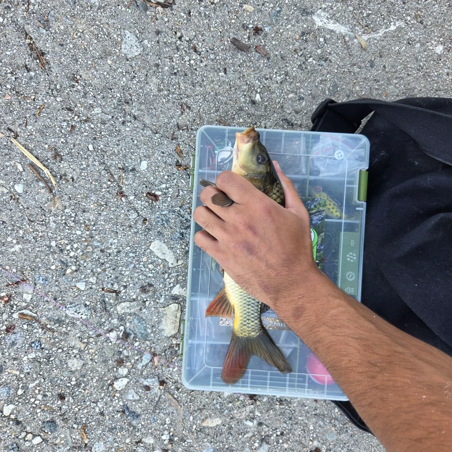 catch