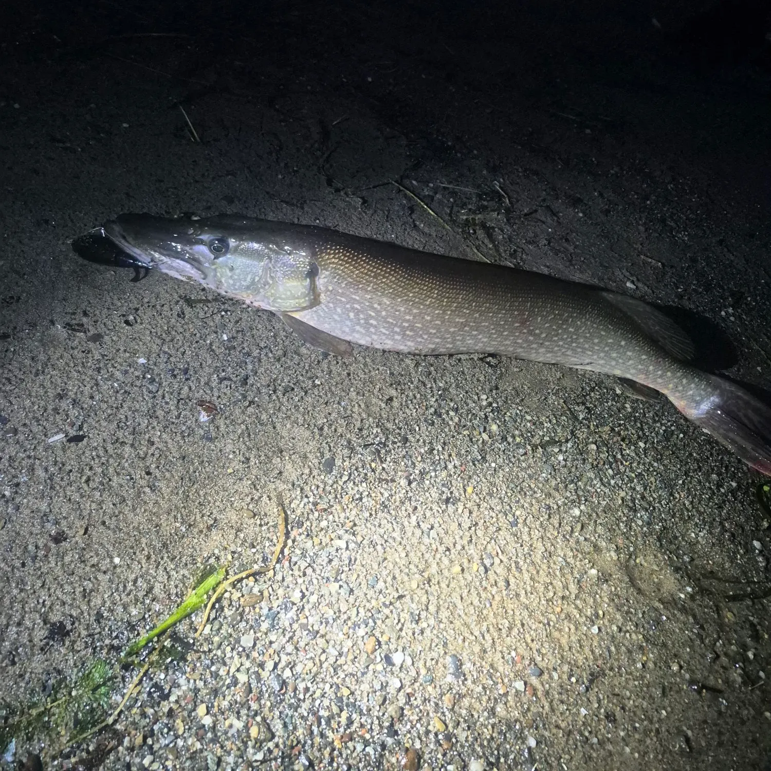 Northern pike caught on Fishbrain
