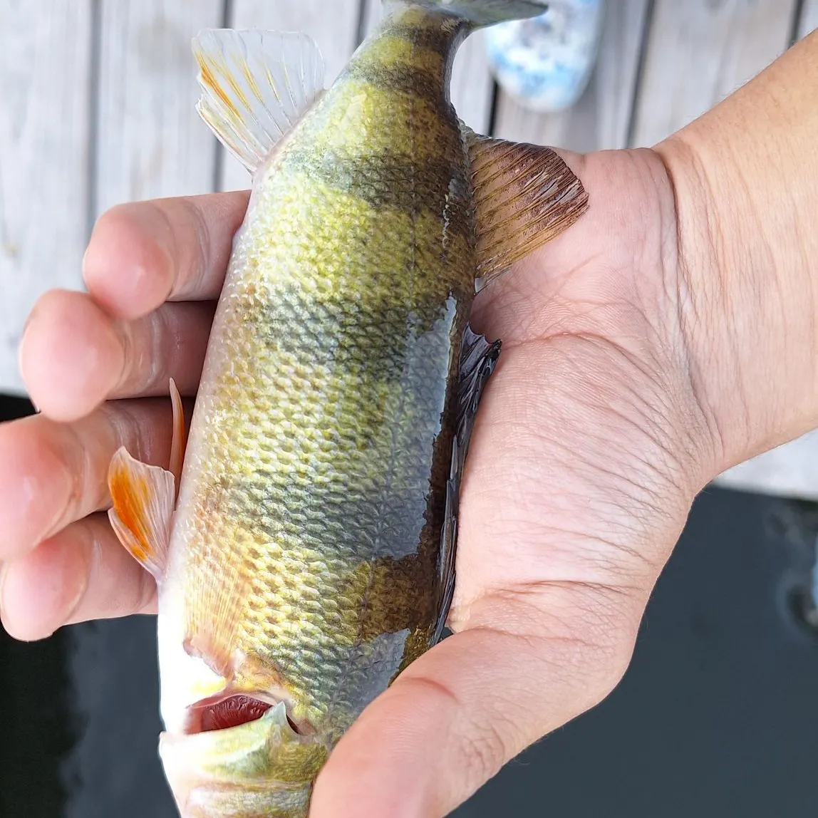 Yellow perch caught on Fishbrain