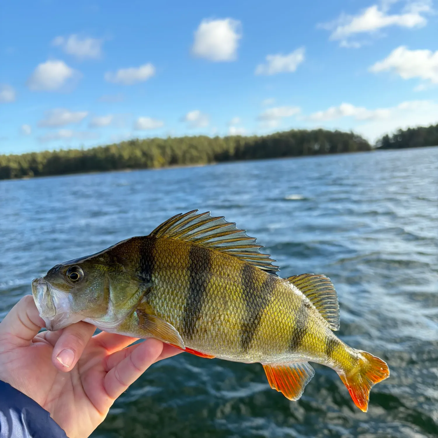 European perch caught on Fishbrain