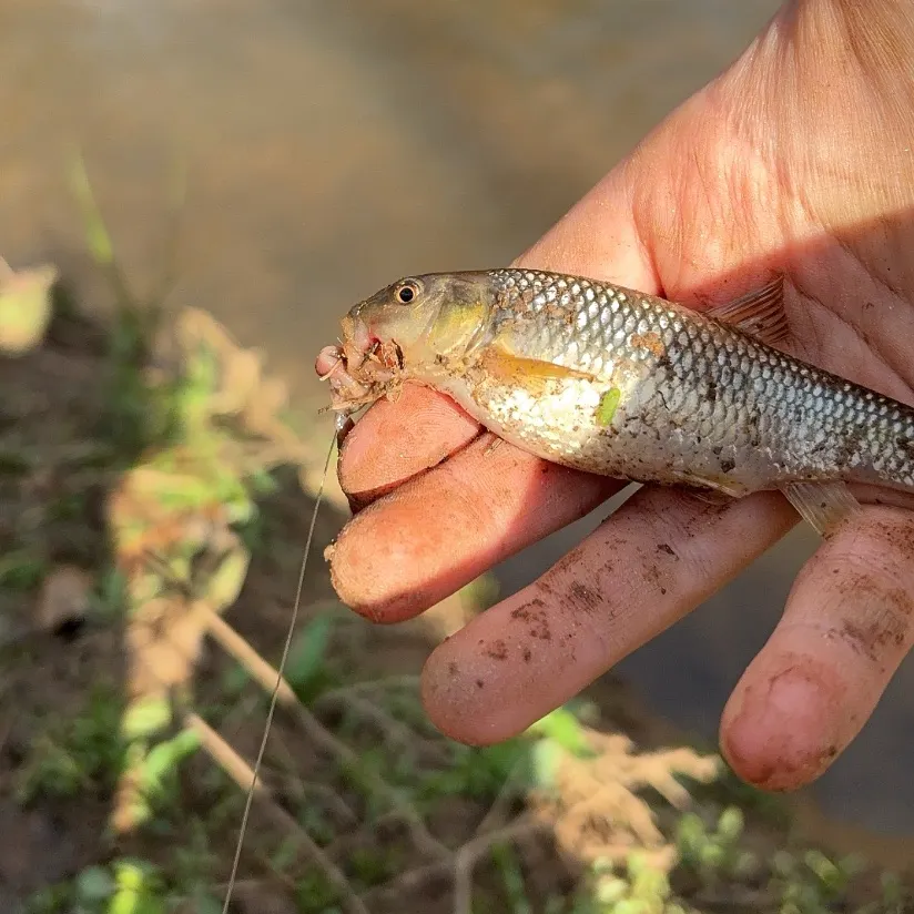 The most recent River chub catches on Fishbrain