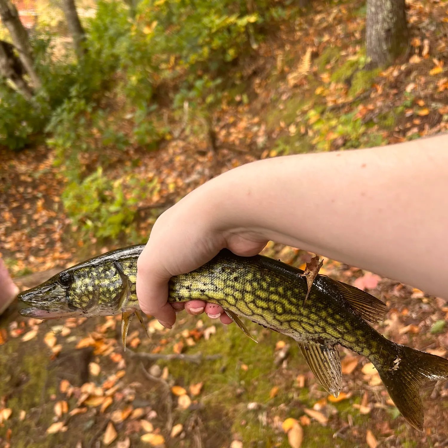 Chain pickerel caught on Fishbrain
