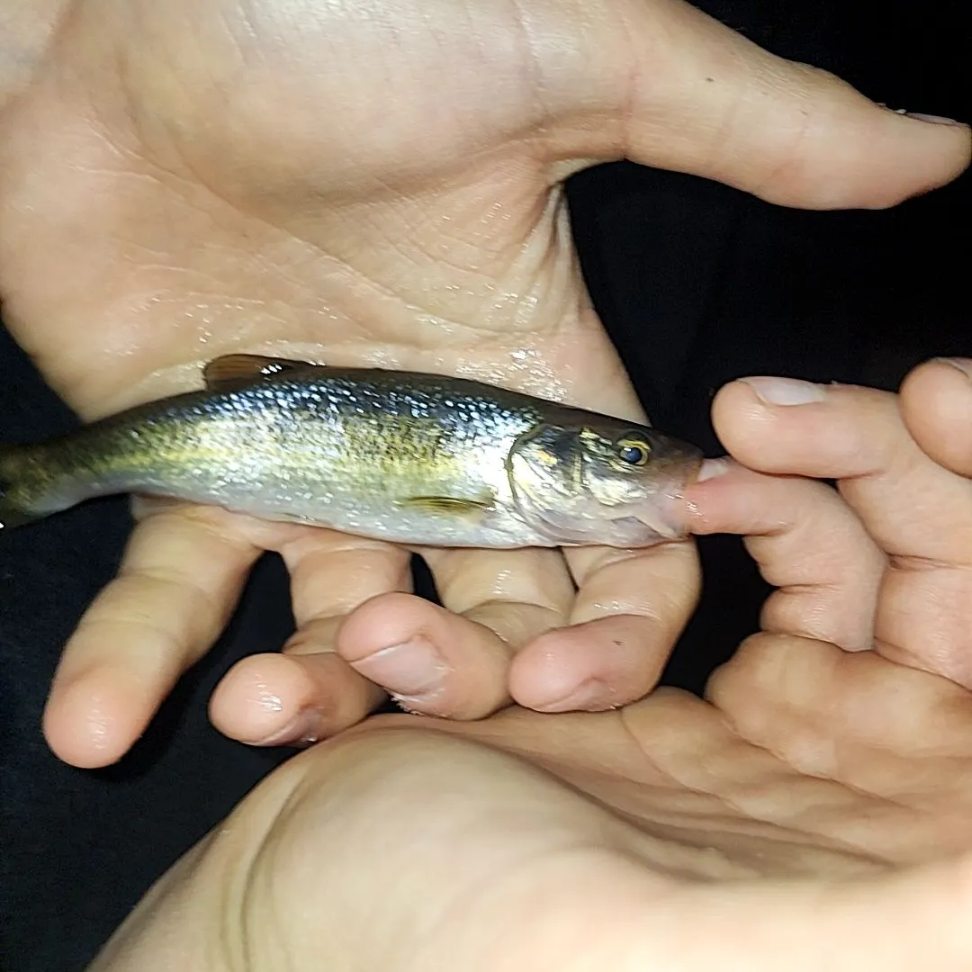 Creek chub caught on Fishbrain